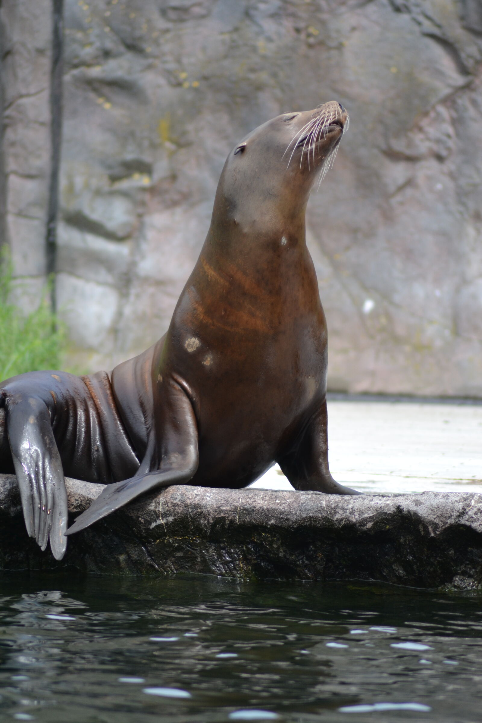 Nikon D3100 sample photo. Sea, lion, zoo photography