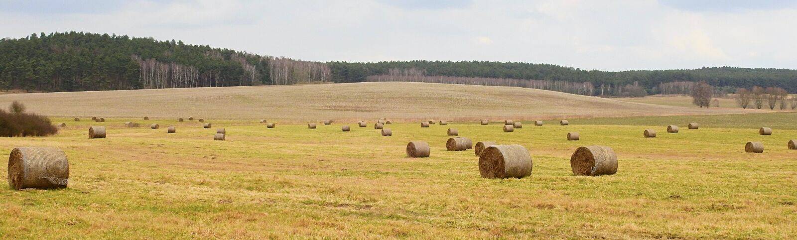Nikon Coolpix P900 sample photo. Nature, landscape, field photography