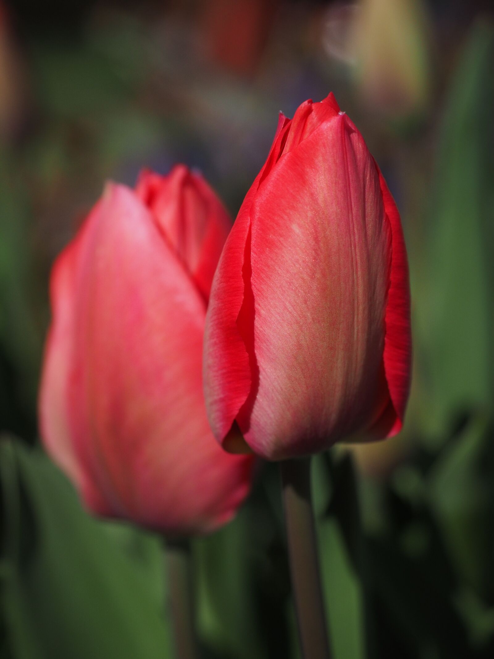 Olympus OM-D E-M1 + Olympus M.Zuiko Digital ED 12-40mm F2.8 Pro sample photo. Tulip, blossom, bloom photography