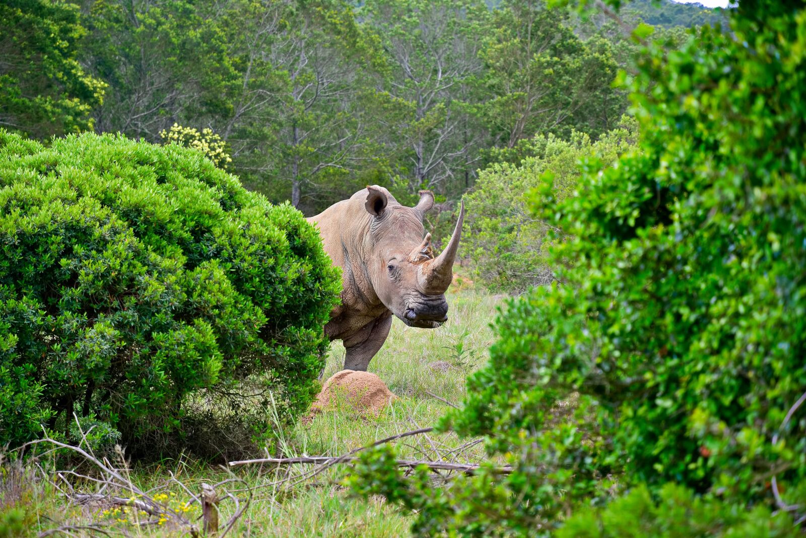 Nikon D5500 sample photo. Rhino, rhinoceros, horn photography