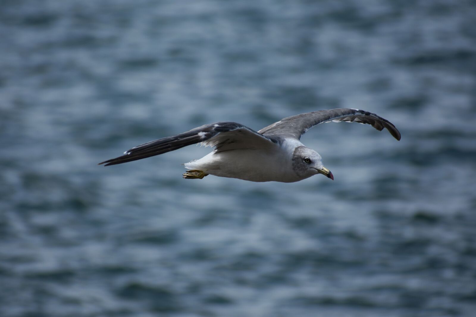 Nikon D7200 sample photo. Animal, sea, bird photography