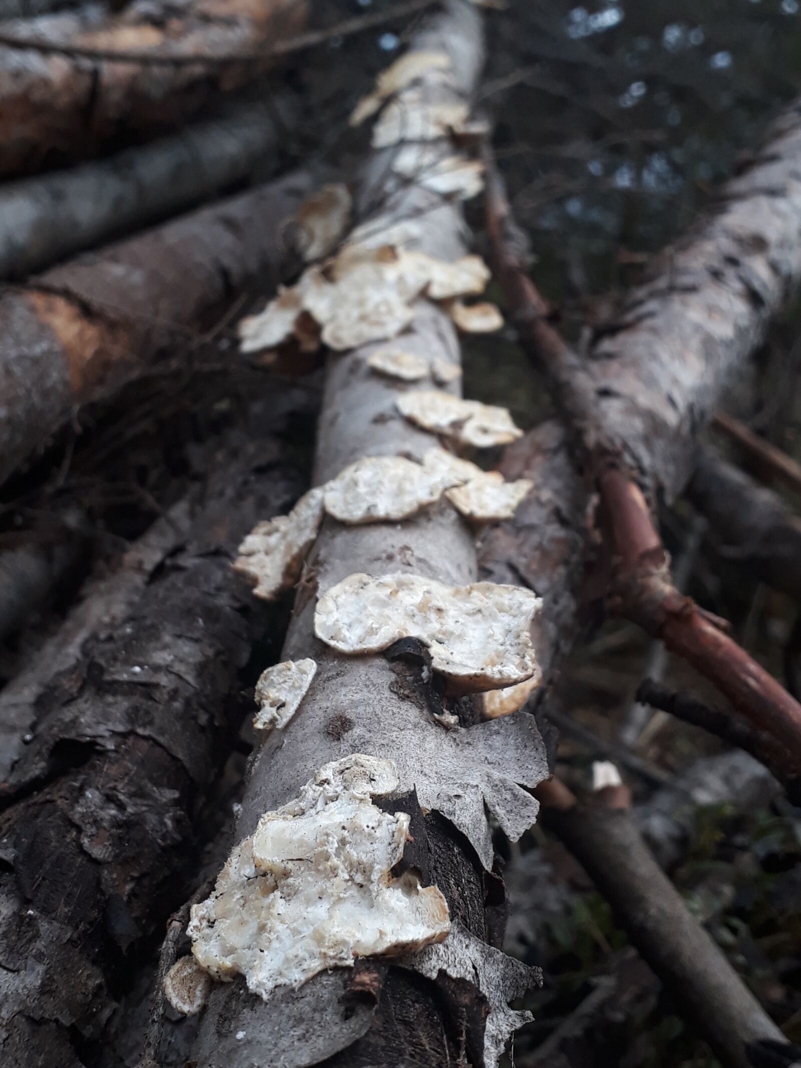 Samsung Galaxy A3(2017) sample photo. Tree, mushroom, nature photography