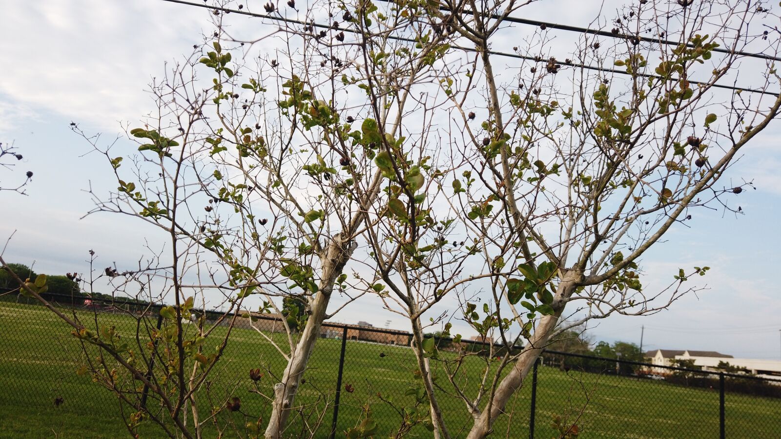 DJI Osmo Pocket sample photo. Grass, green, nature photography