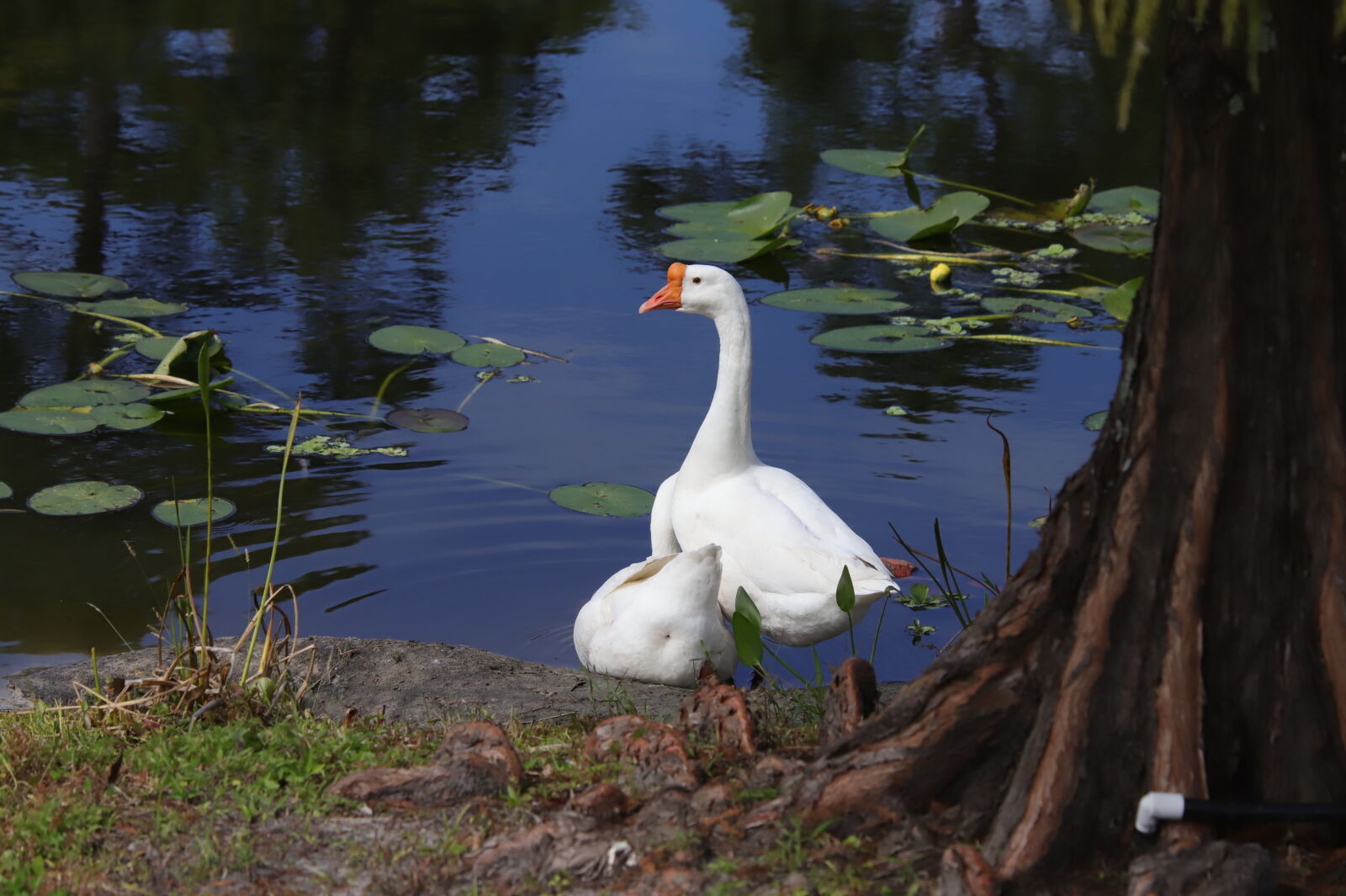 Canon EOS 6D Mark II sample photo