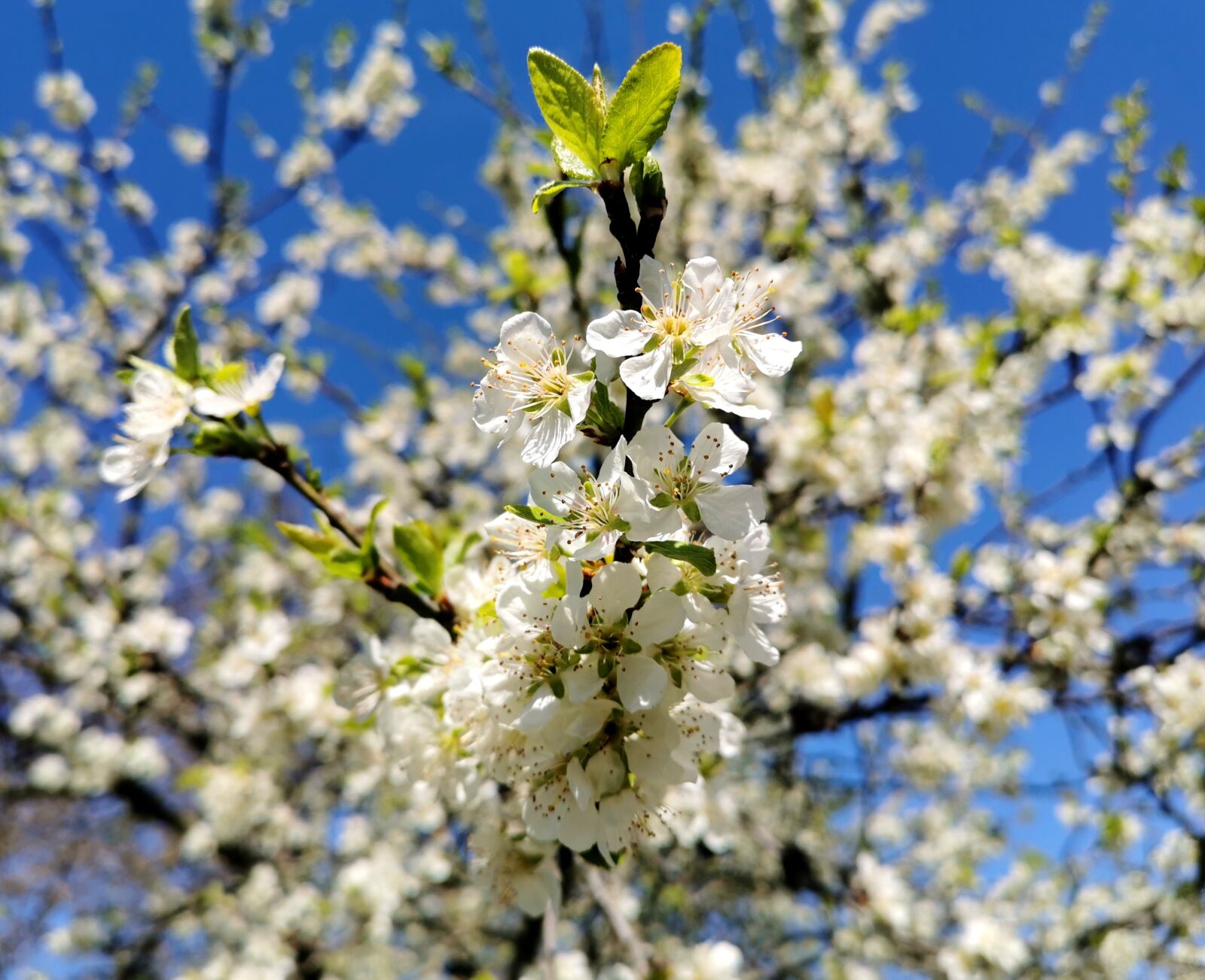 HUAWEI P30 sample photo. Tree, cherry blossom, nature photography