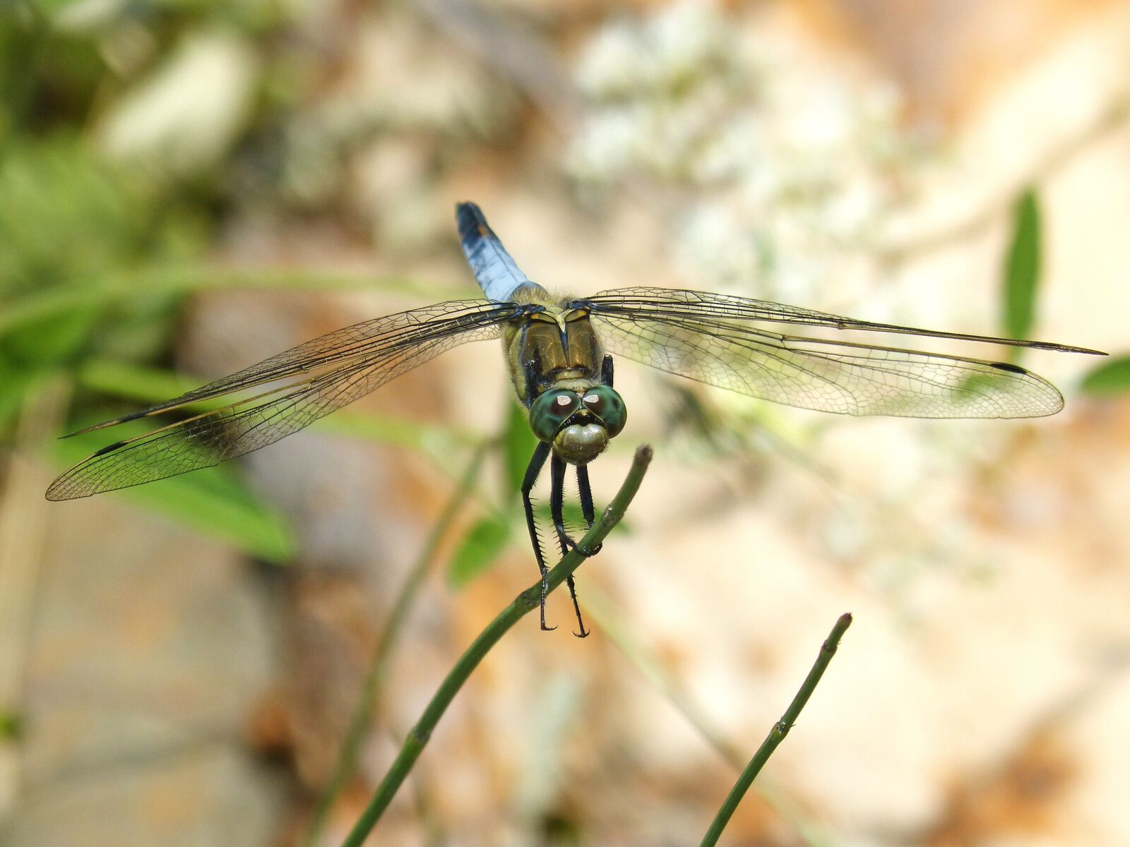 Panasonic DMC-FZ62 sample photo. Dragonfly, branch, wetland photography