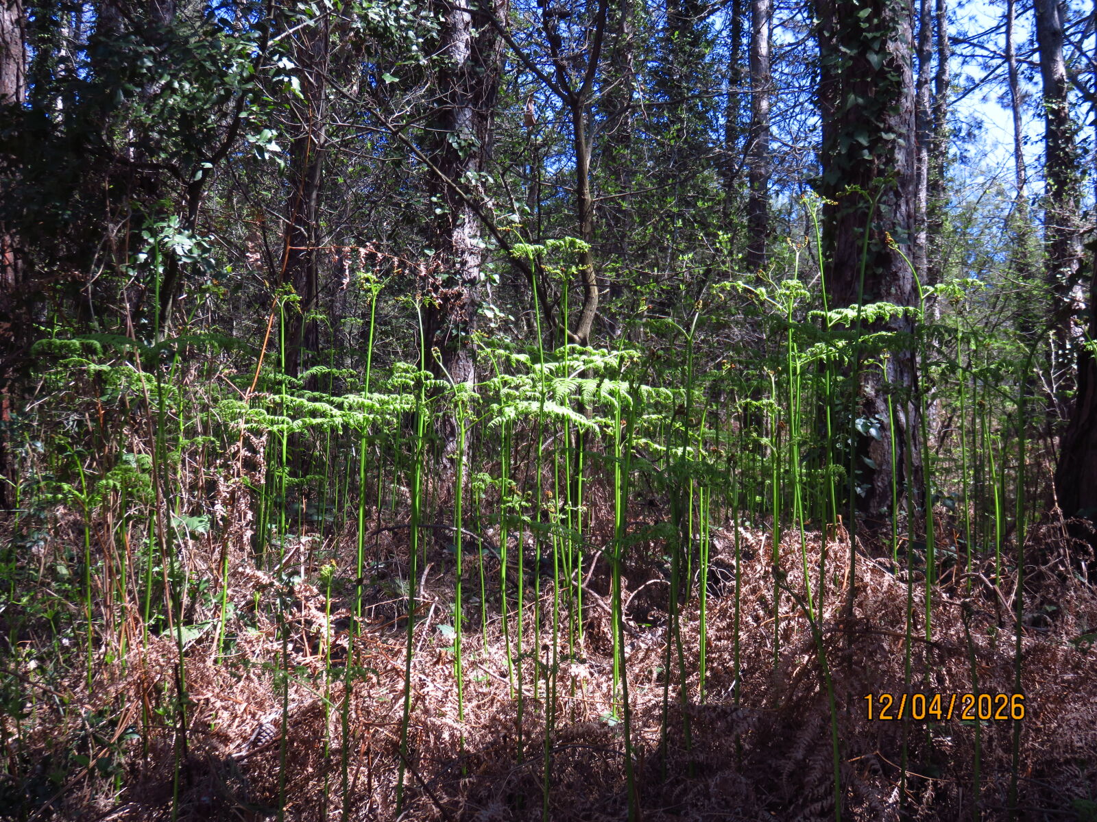 Canon PowerShot SX700 HS sample photo. Wood horsetail in atat photography