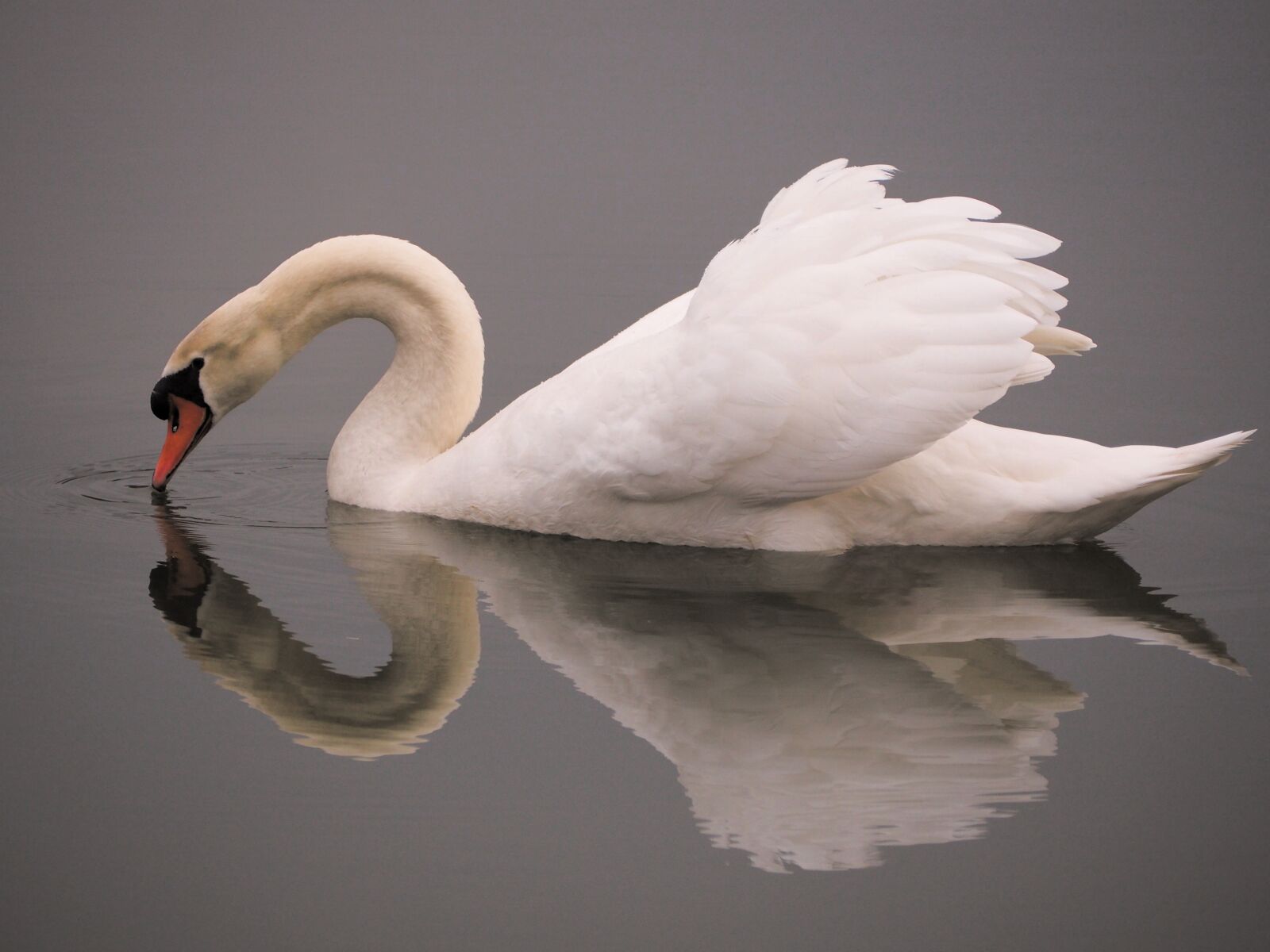 Olympus OM-D E-M10 sample photo. Animals, waterfowl, swan photography