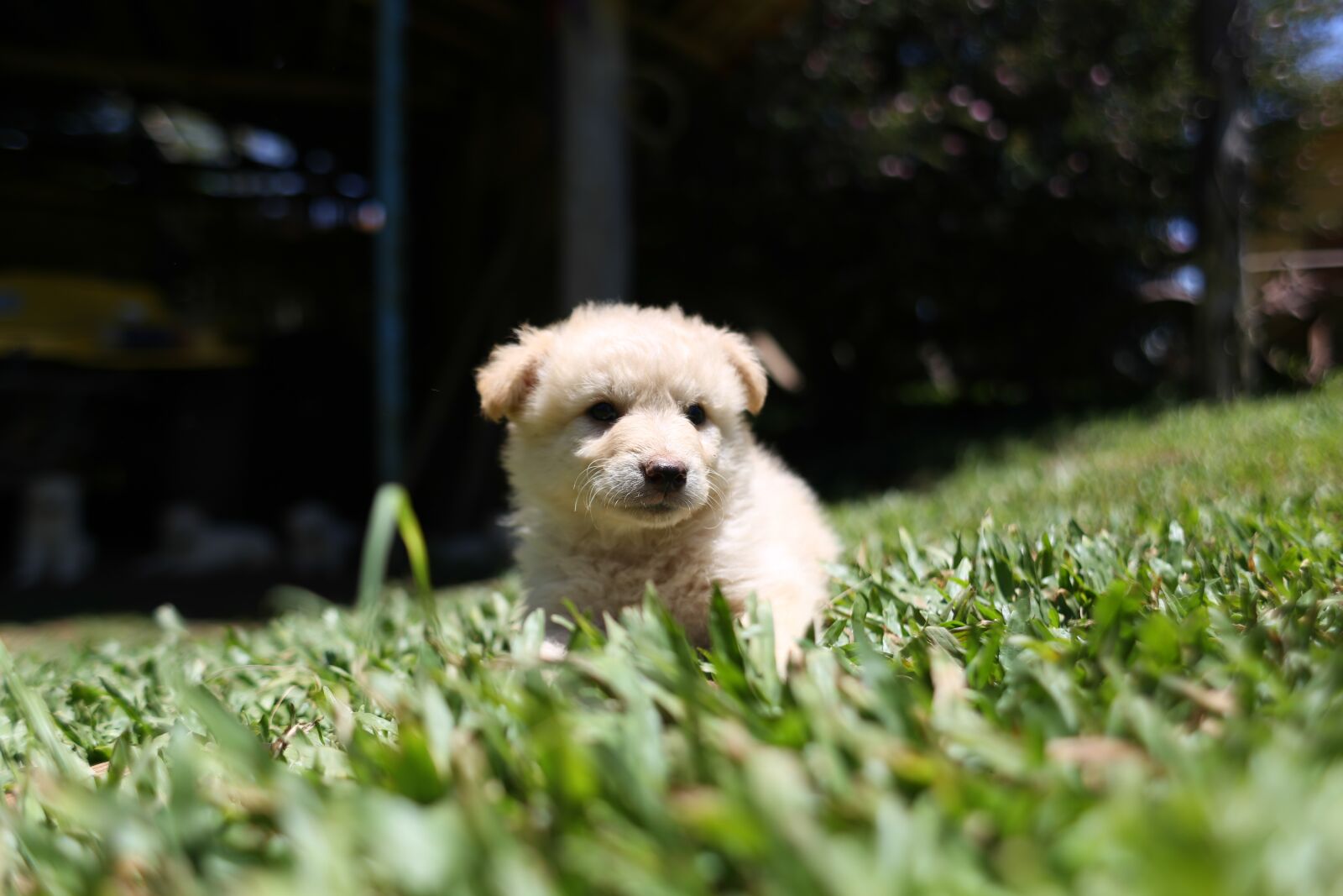 Canon EF 28mm F1.8 USM sample photo. Dog, puppy, cute photography