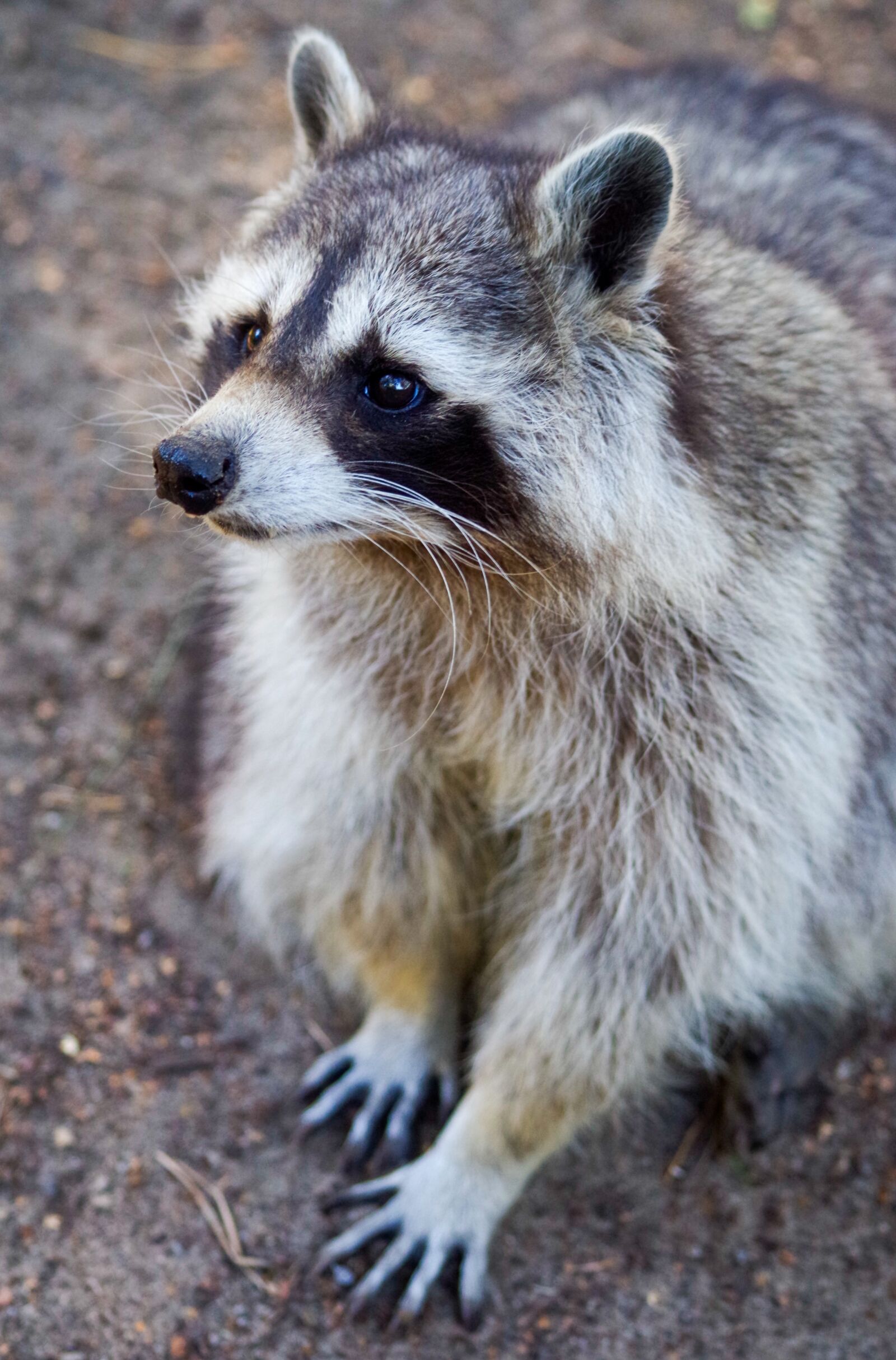 Pentax K-30 sample photo. Raccoon, animal, mammal photography