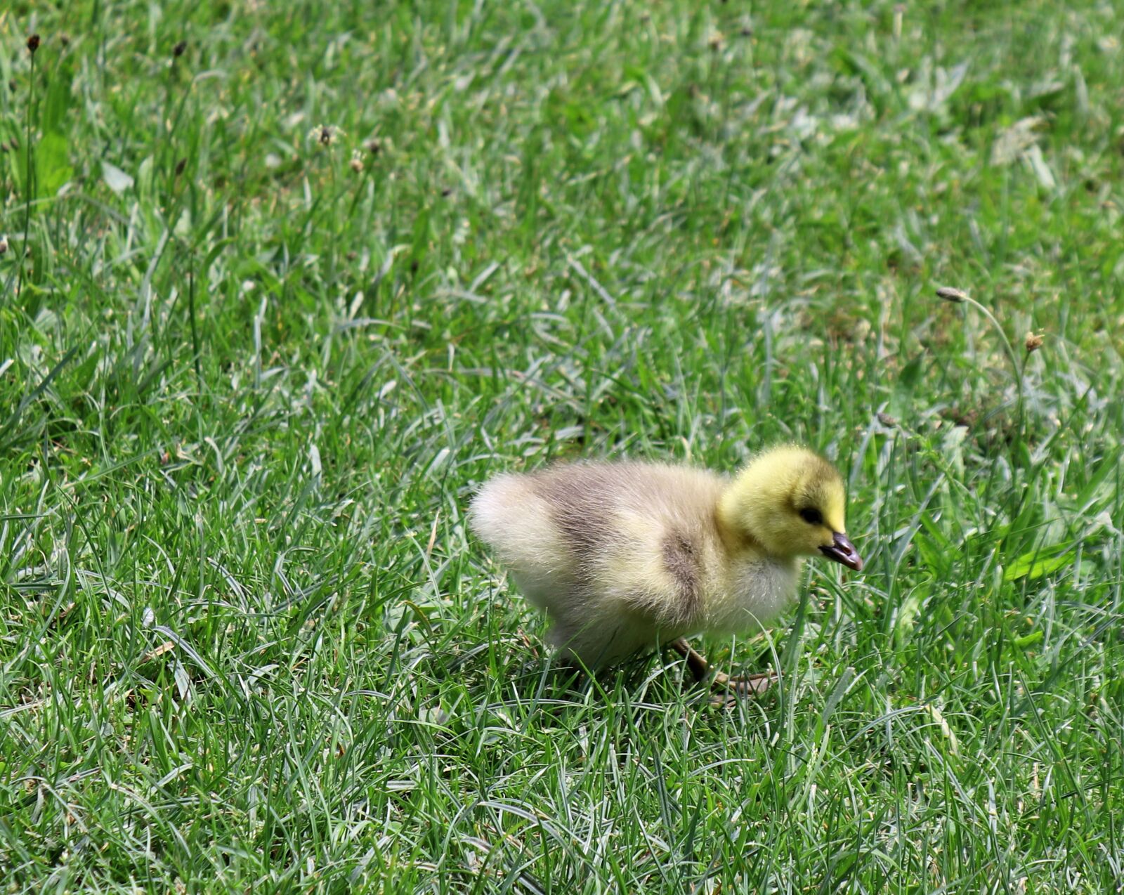 Canon EOS 200D (EOS Rebel SL2 / EOS Kiss X9) sample photo. Chicks, animal, nature photography