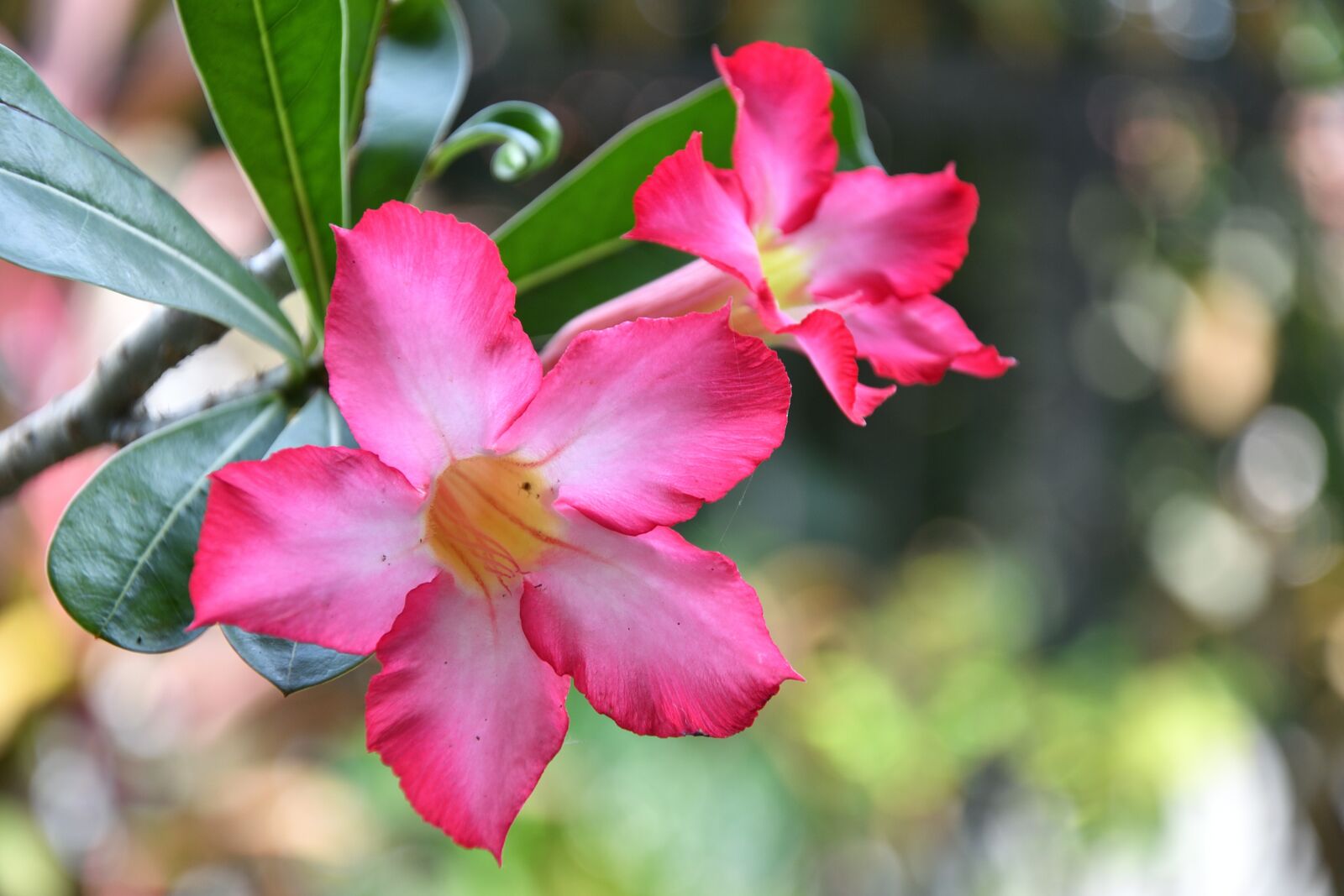 Nikon D3100 sample photo. Flower, nature, flora photography