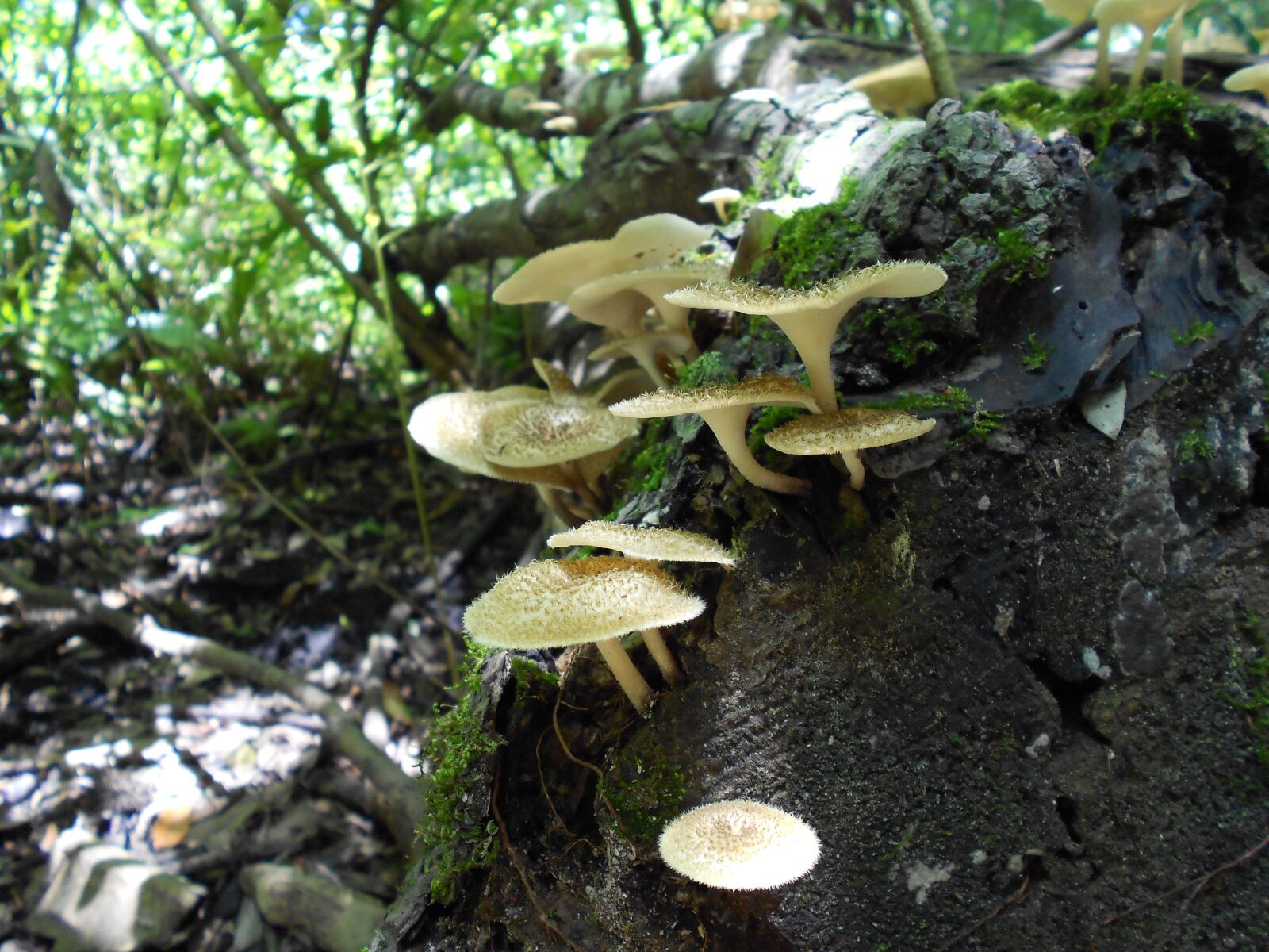 Nikon Coolpix S4100 sample photo. Fungi, mushrooms, forest floor photography
