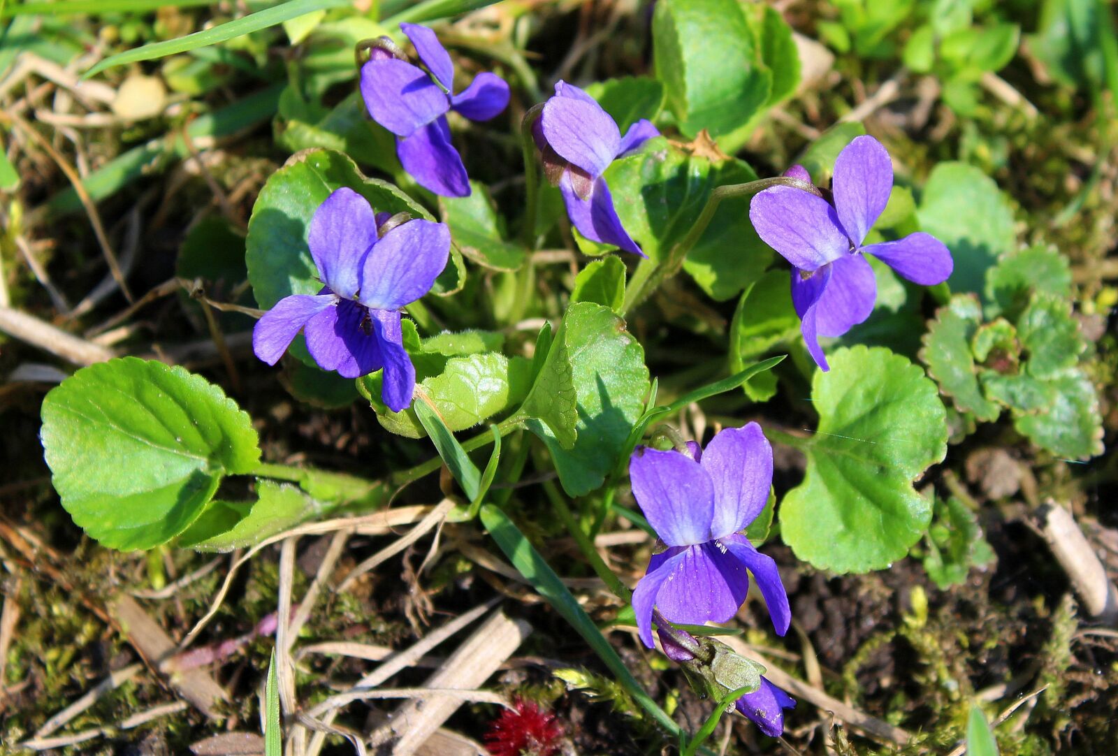 Canon EOS 1200D (EOS Rebel T5 / EOS Kiss X70 / EOS Hi) sample photo. Violet, spring flowers, april photography