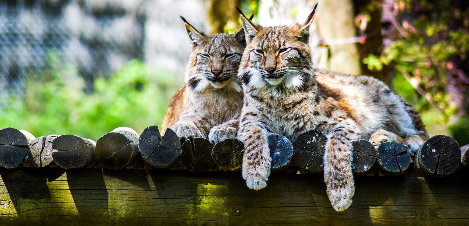 Nikon D5300 sample photo. Zoo, paugres, ardeche photography