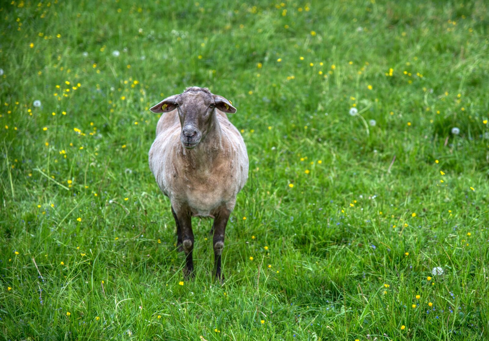 Nikon D750 sample photo. Sheep, meadow, pasture photography