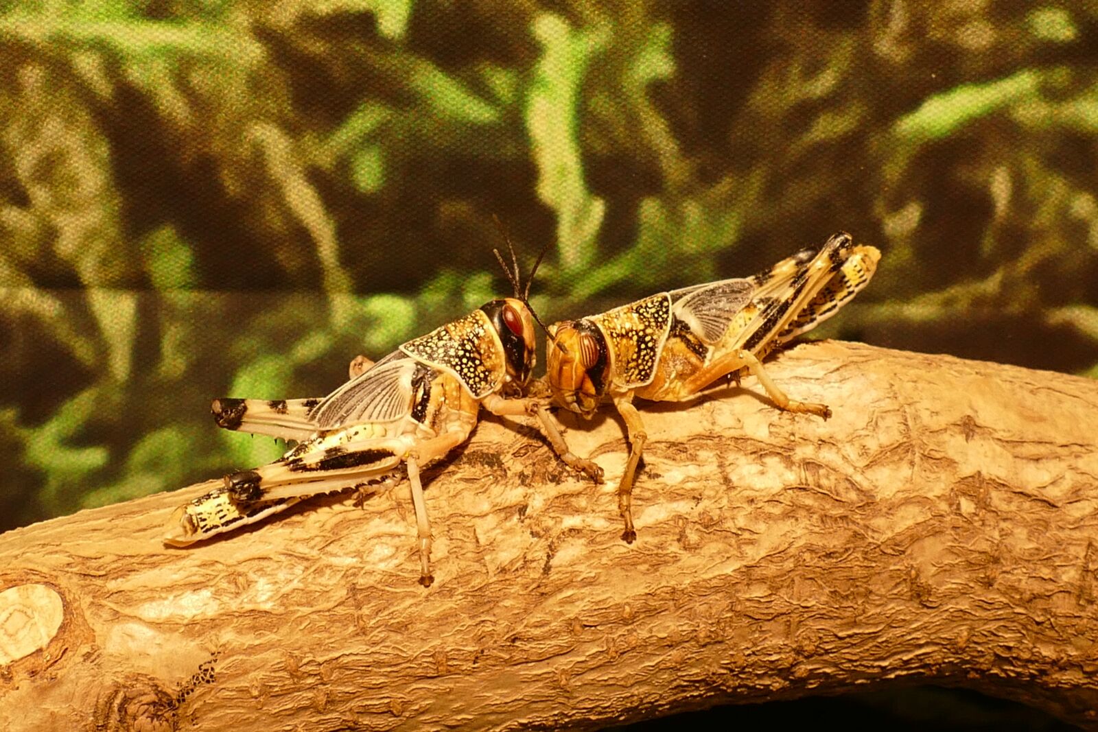 Panasonic Lumix DMC-FZ1000 sample photo. Insects, locust, bug photography