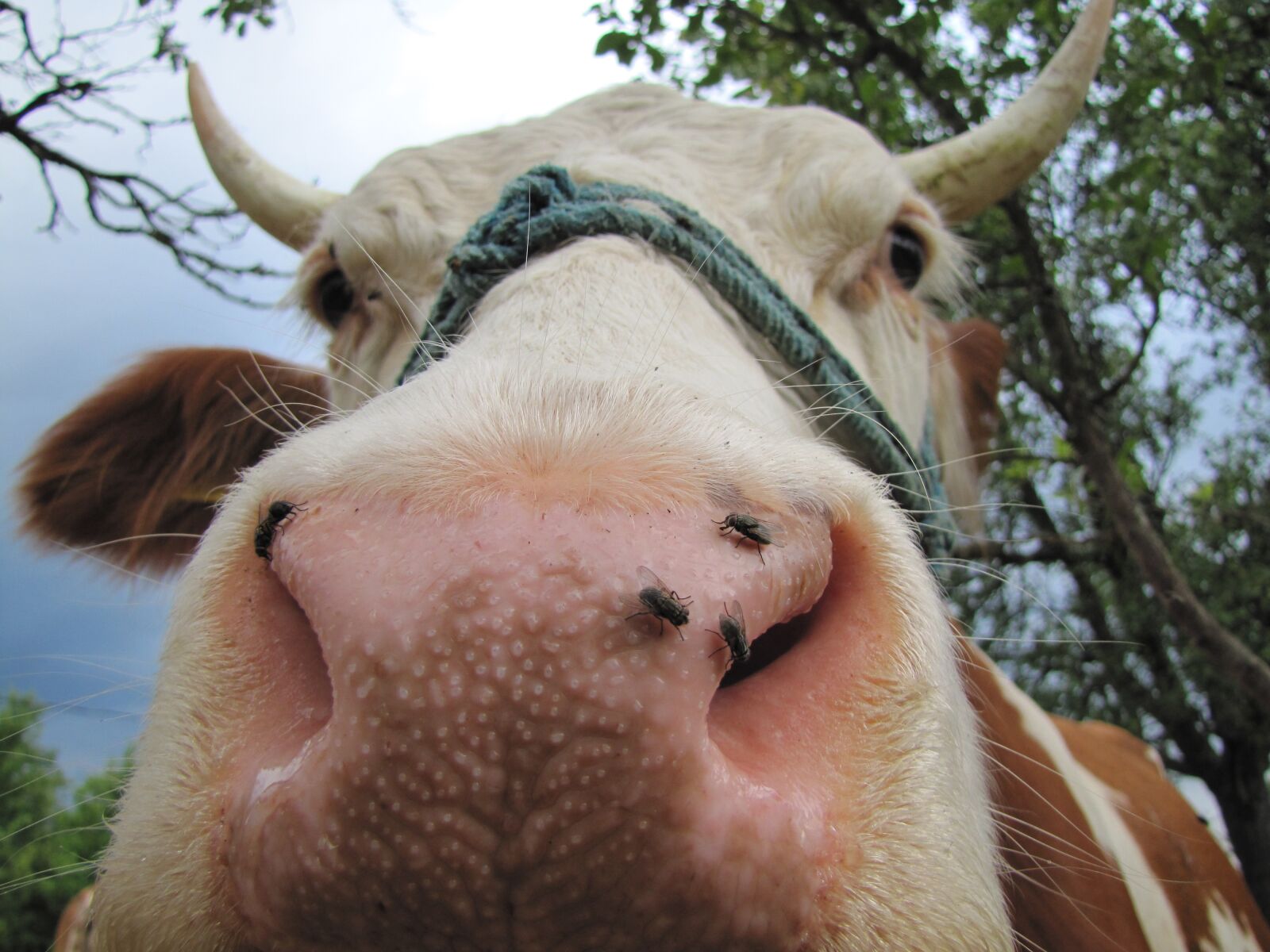 Canon PowerShot SX20 IS sample photo. Cow, four-legged, animal photography