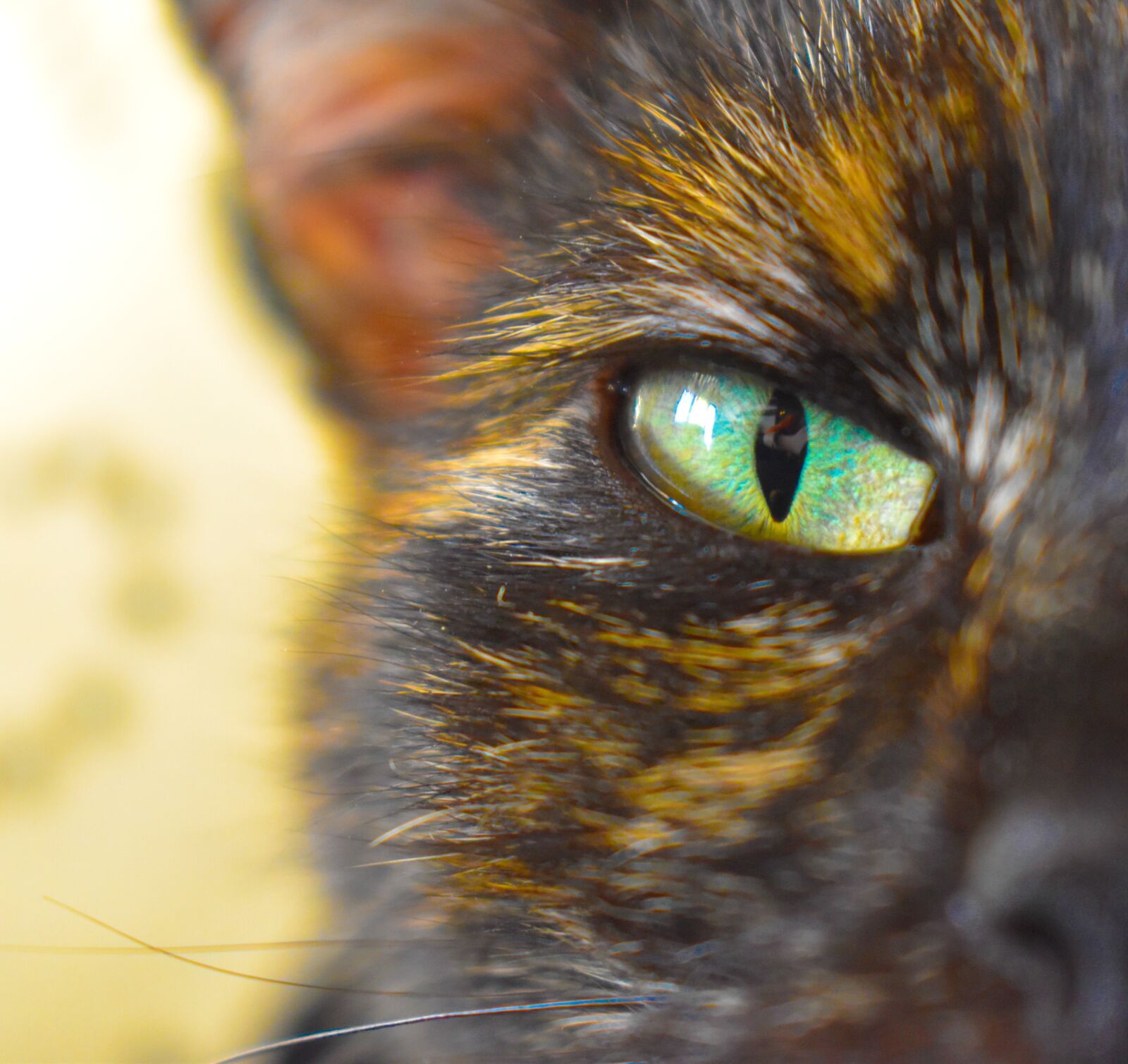 Nikon D3500 sample photo. Eye, cat, animal photography