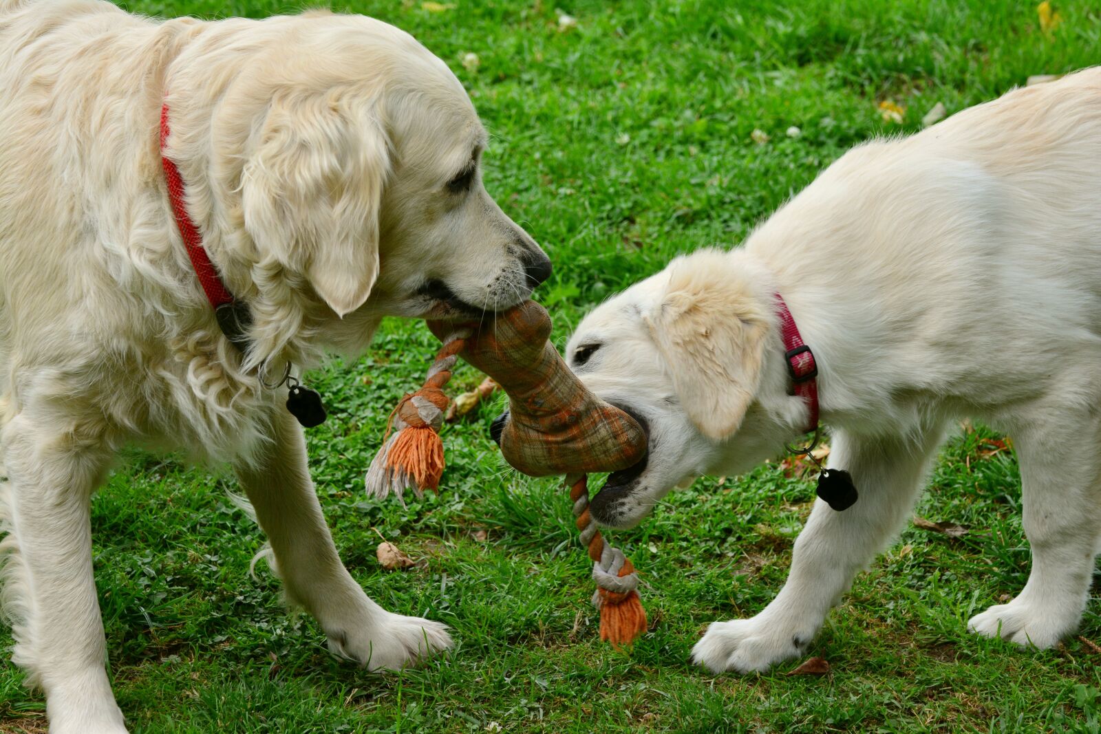 Nikon D5200 sample photo. Dogs, golden retriever, playing photography