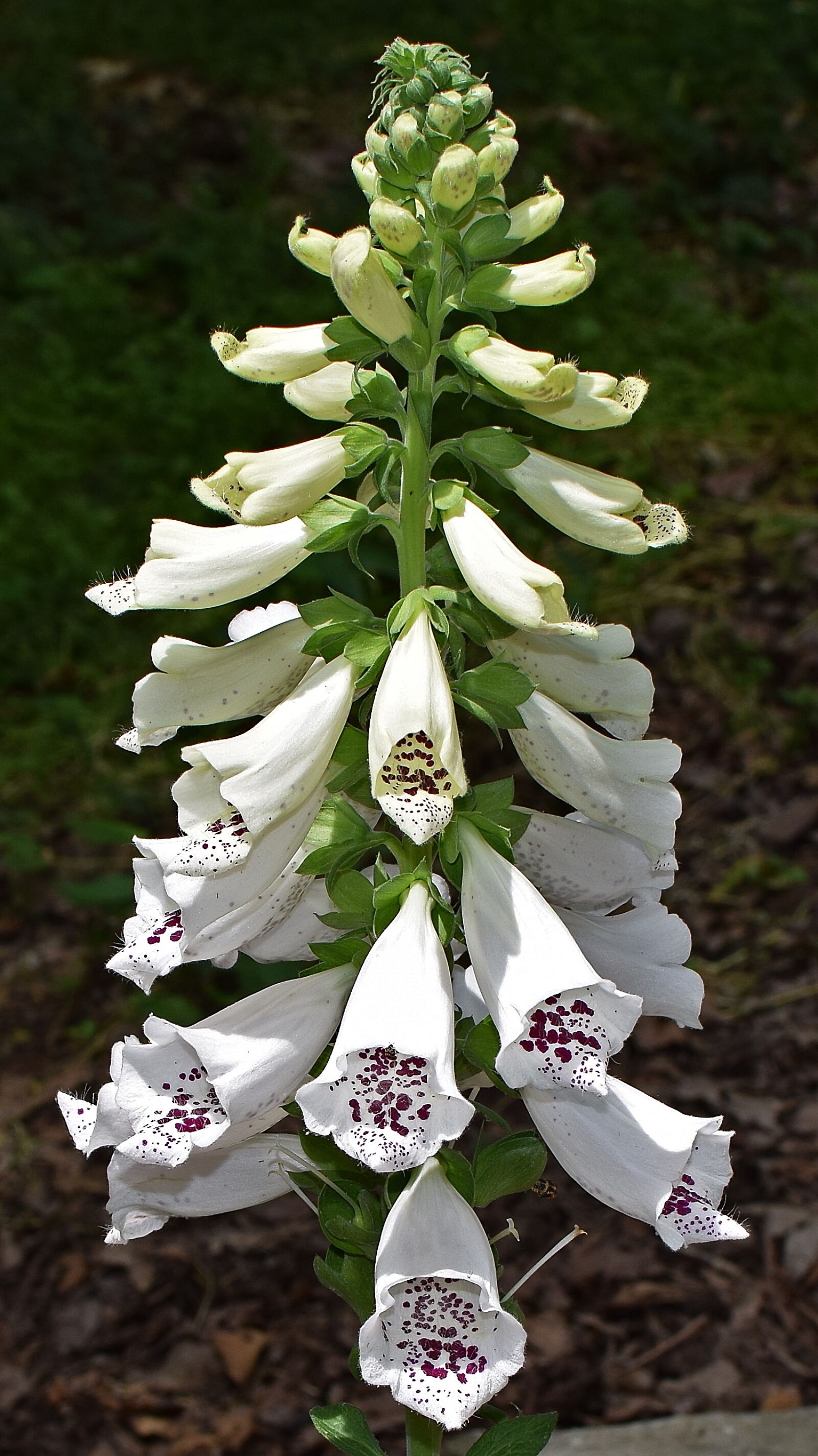 Nikon D3300 sample photo. Foxgloves, flower, blossom photography