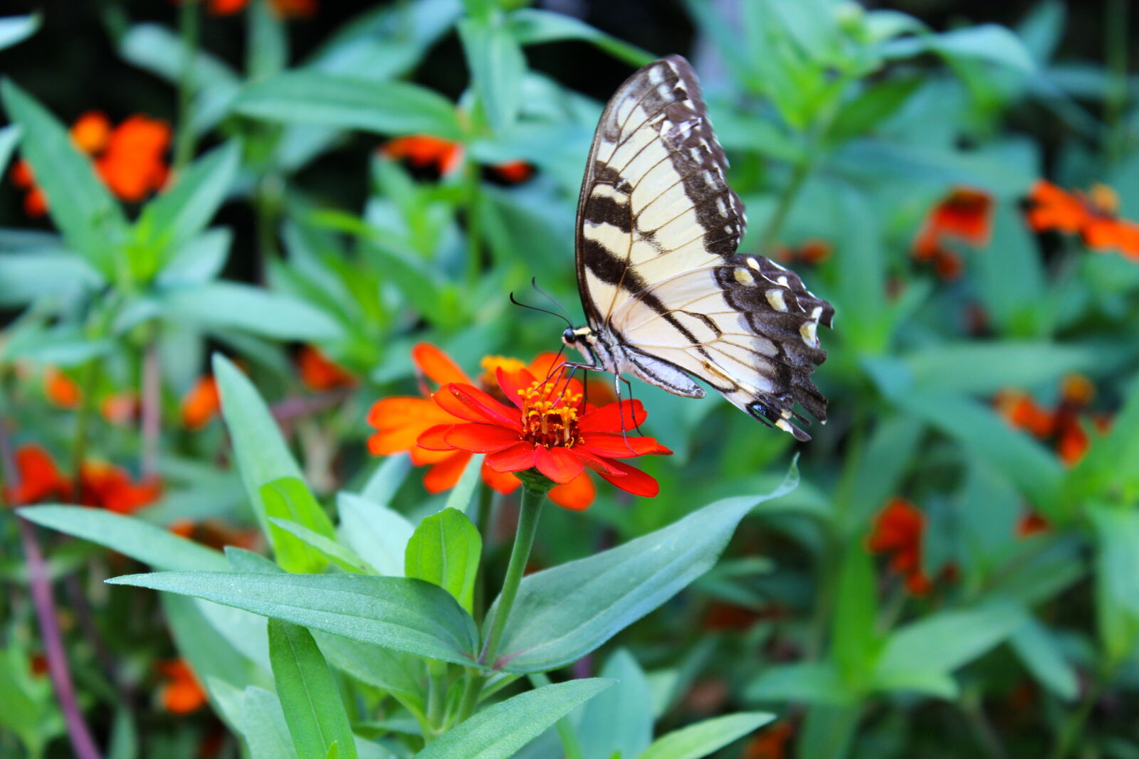 Canon EOS 1200D (EOS Rebel T5 / EOS Kiss X70 / EOS Hi) sample photo. Butterfly, butterfly, on, a photography