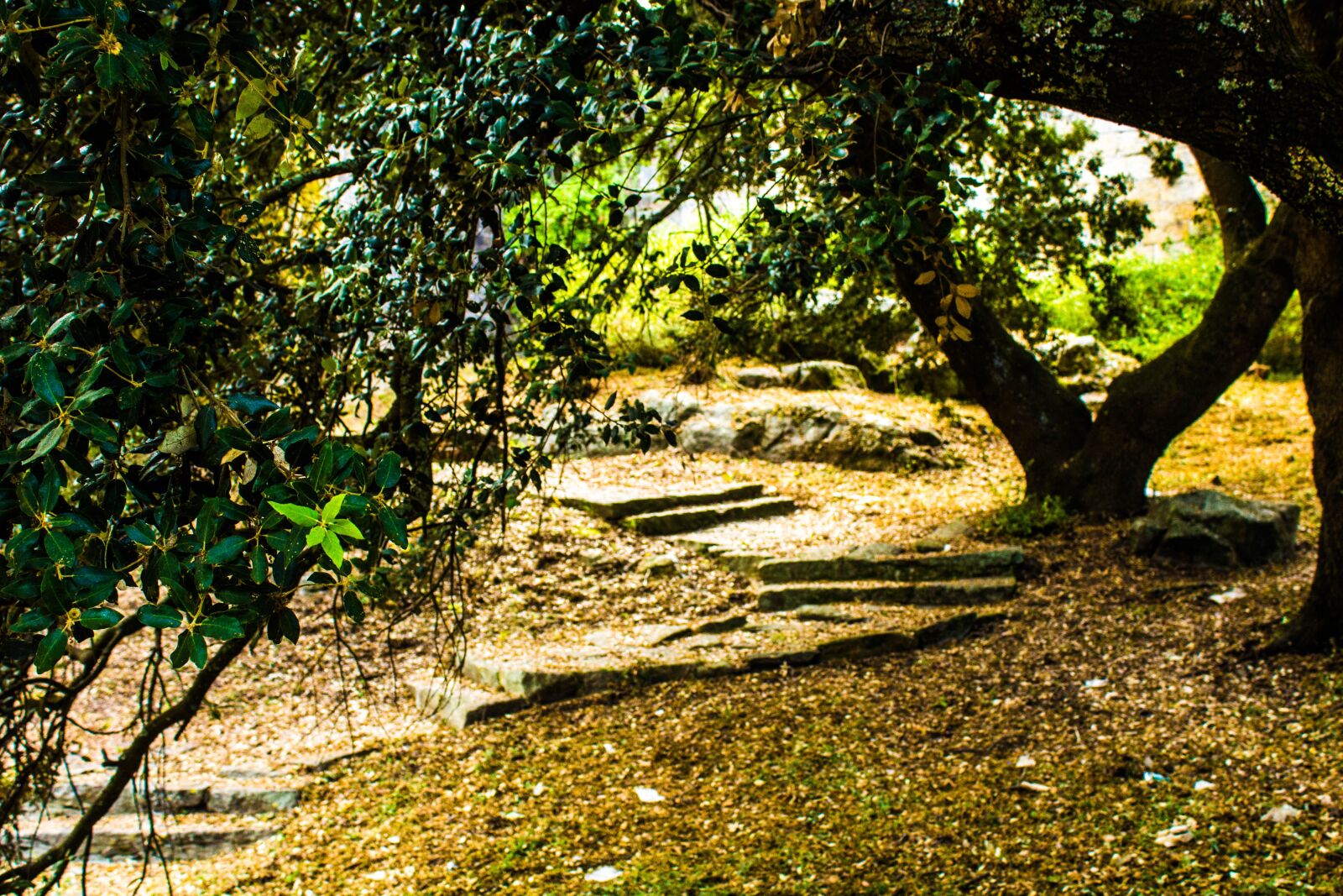 Canon EOS 1200D (EOS Rebel T5 / EOS Kiss X70 / EOS Hi) sample photo. Stairs, forest, trees photography