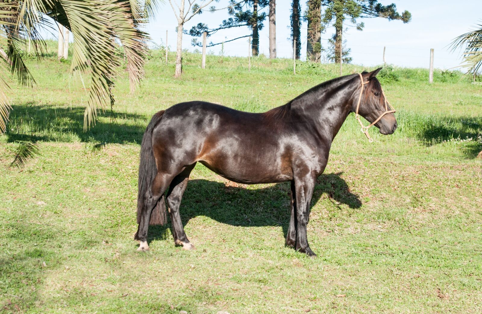 Nikon D90 sample photo. Horse, creole, creole horse photography