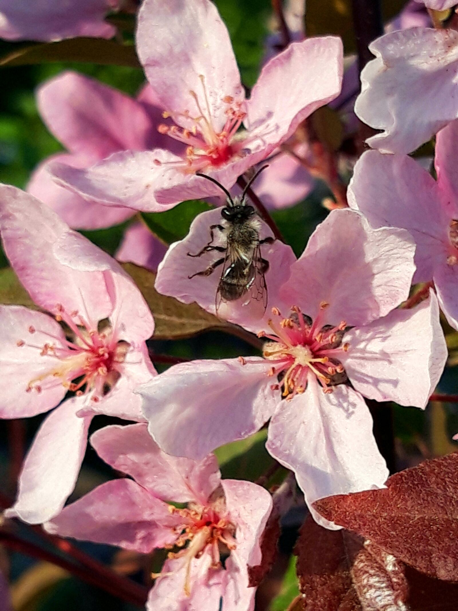 Samsung Galaxy A6 sample photo. Flower, bee, pink photography
