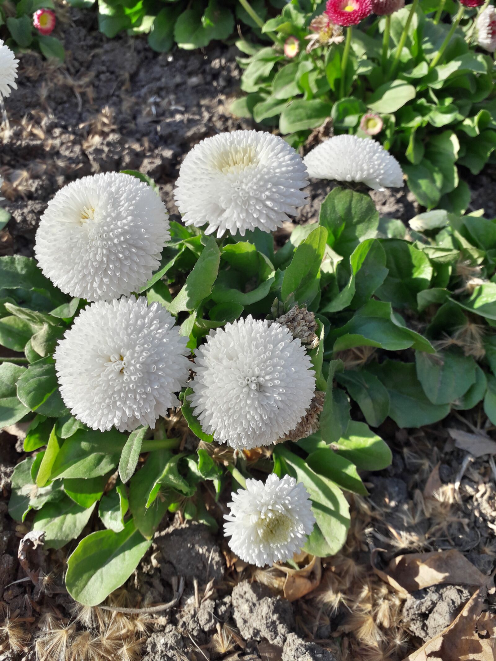 Samsung Galaxy J6 sample photo. Flowers, white, lovely photography