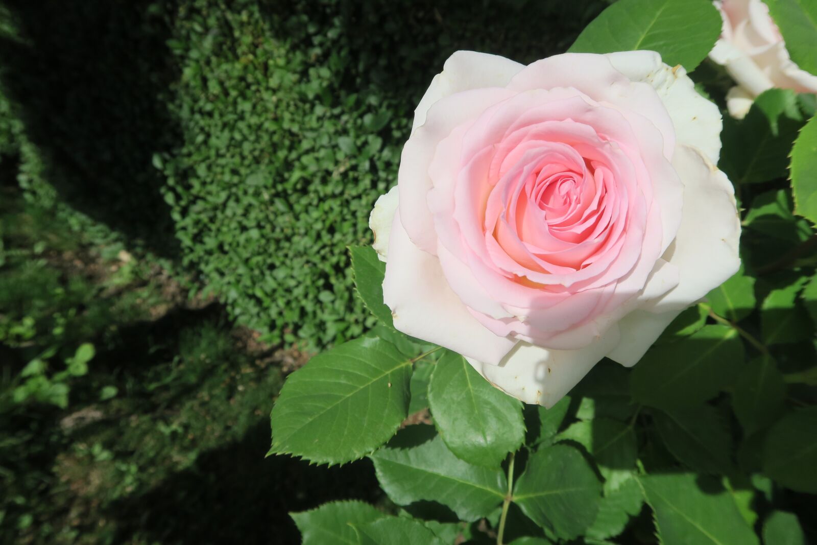 Canon PowerShot G7 X sample photo. Rose, spring, flower photography