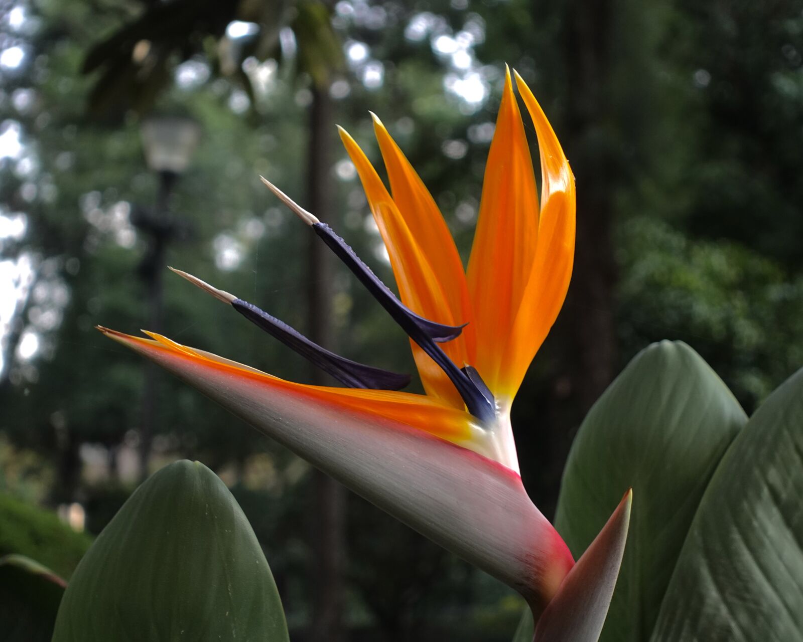 Sony DSC-RX100M5A sample photo. Naturaleza, flower, plant photography