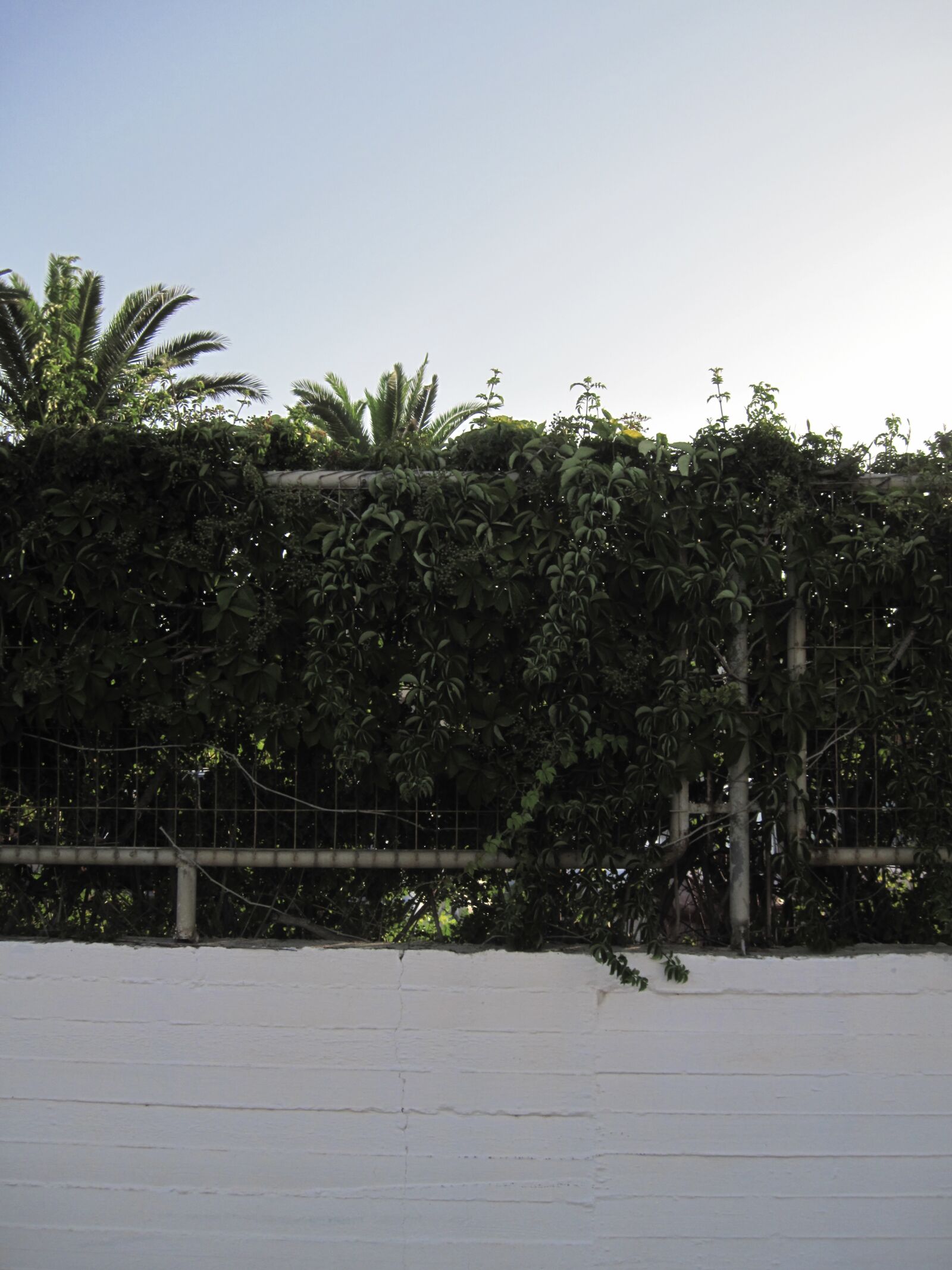 Canon PowerShot SD990 IS (Digital IXUS 980 IS / IXY Digital 3000 IS) sample photo. Over the hedge photography
