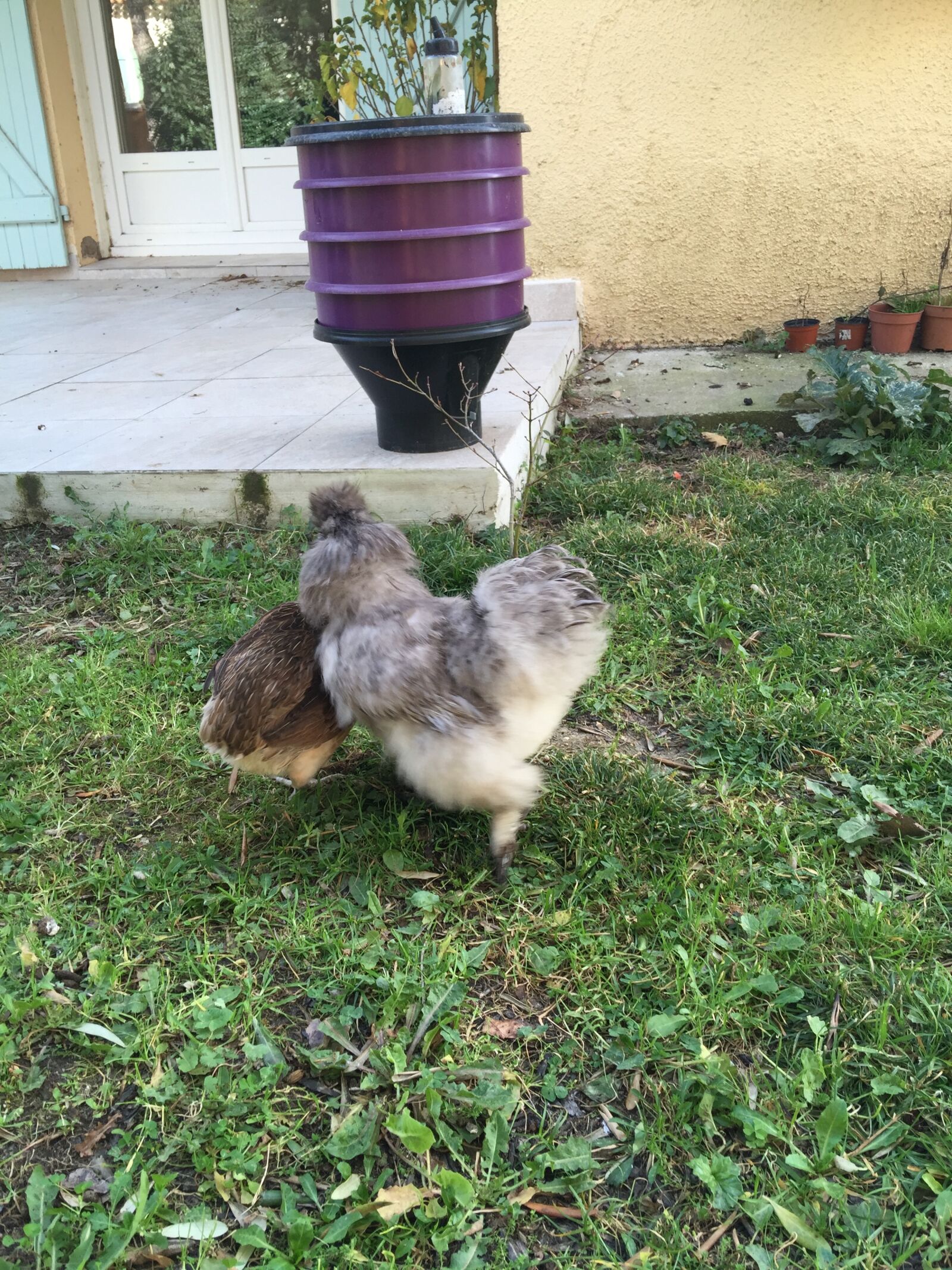 iPhone 6 Plus back camera 4.15mm f/2.2 sample photo. Poules, de, luxe photography