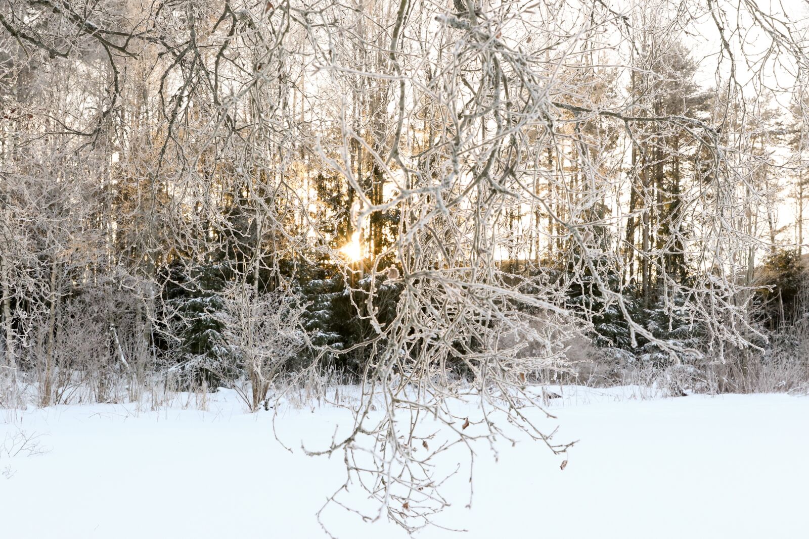 Canon EOS 7D Mark II sample photo. Winter, snow, frost photography
