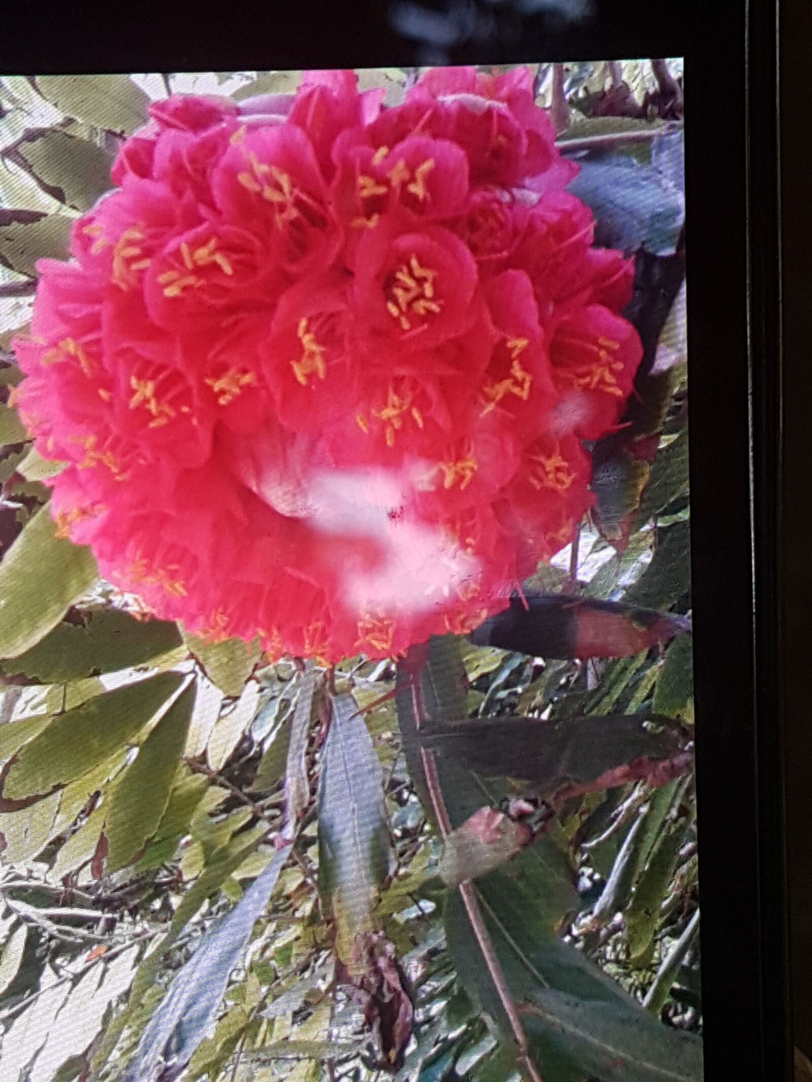 Samsung Galaxy S7 sample photo. Flower, red, nature photography