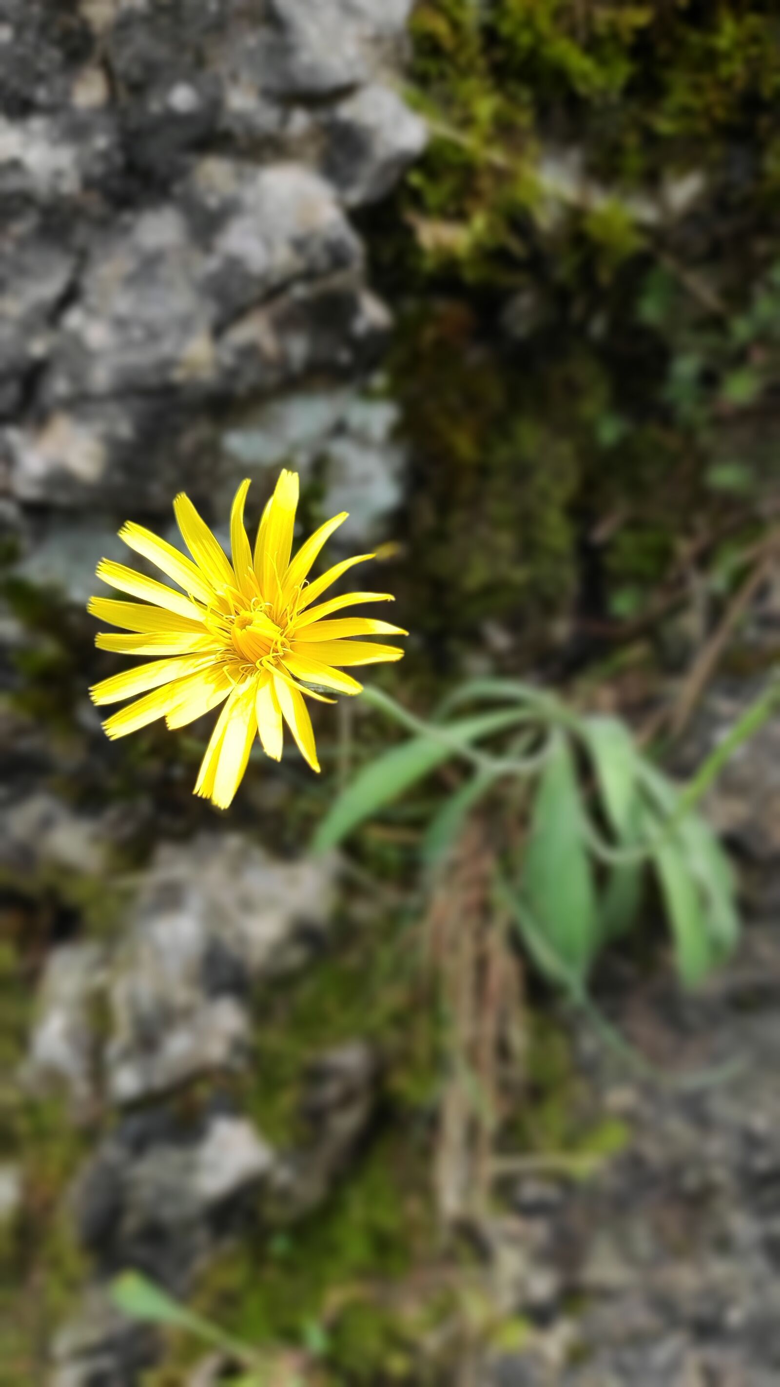 Xiaomi MI CC 9 sample photo. Flower, yellow, rock photography