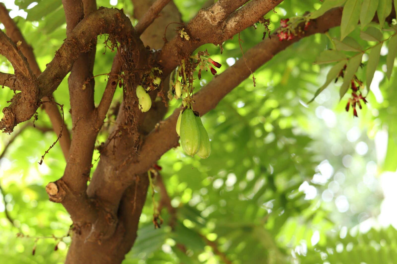 Canon EOS 250D (EOS Rebel SL3 / EOS Kiss X10 / EOS 200D II) sample photo. Bilimbi, fruit, kerala photography