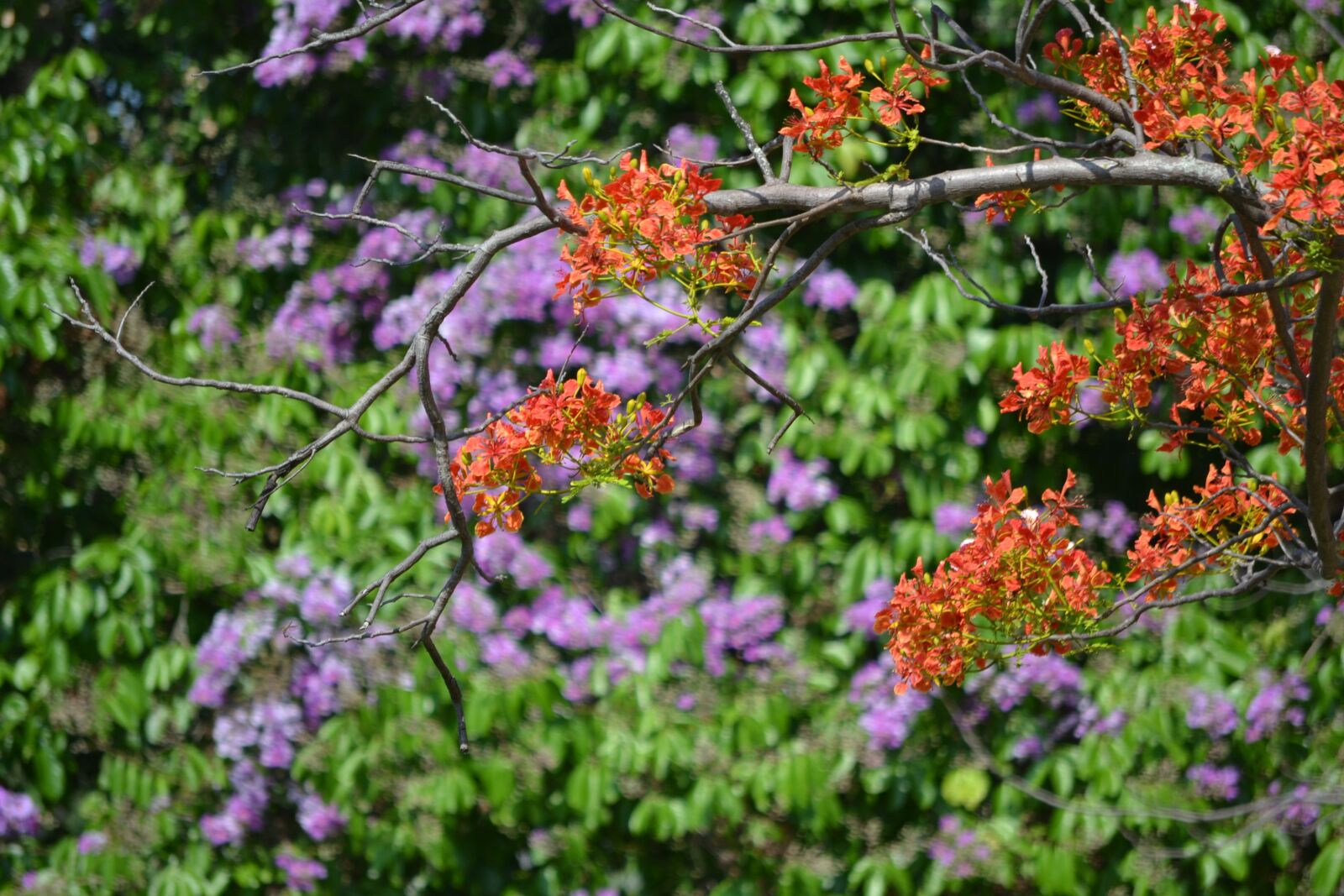 Nikon D3100 sample photo. Flowers, color, colorful photography