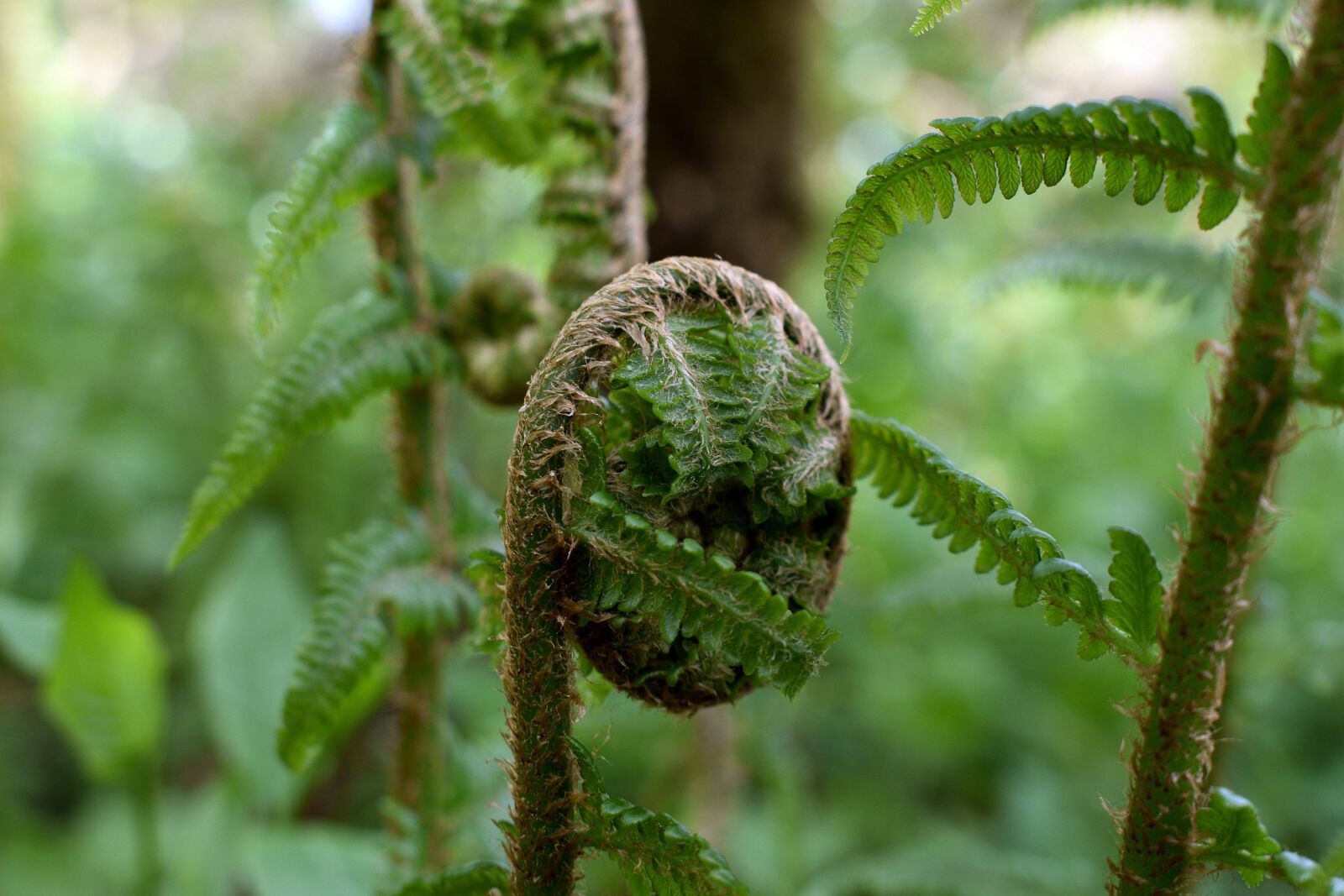 Nikon D3400 sample photo. Fern, ferns, nature photography
