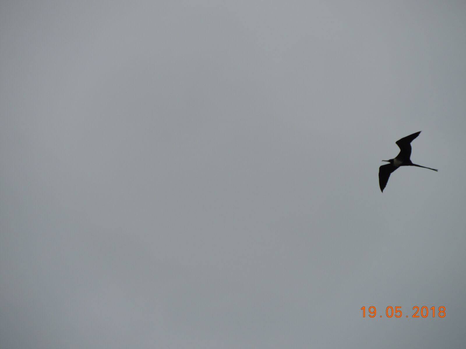 Nikon Coolpix P510 sample photo. Bird, paige, frigate photography