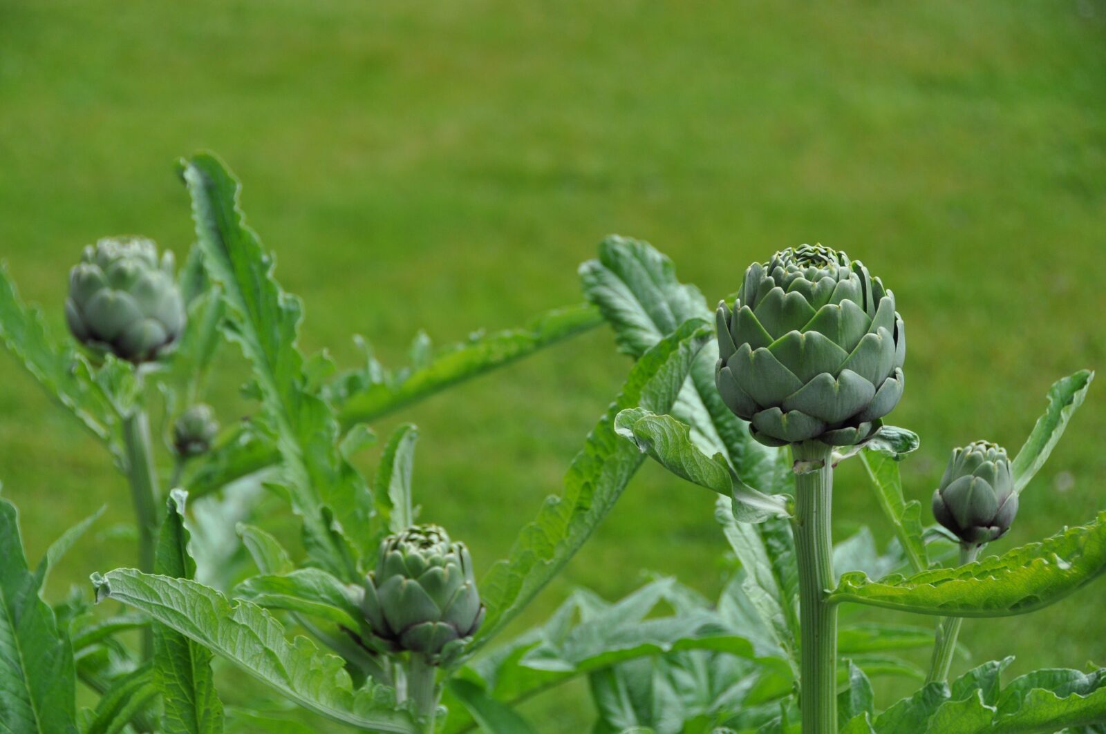 Nikon D5000 sample photo. Summer, flower, garden photography