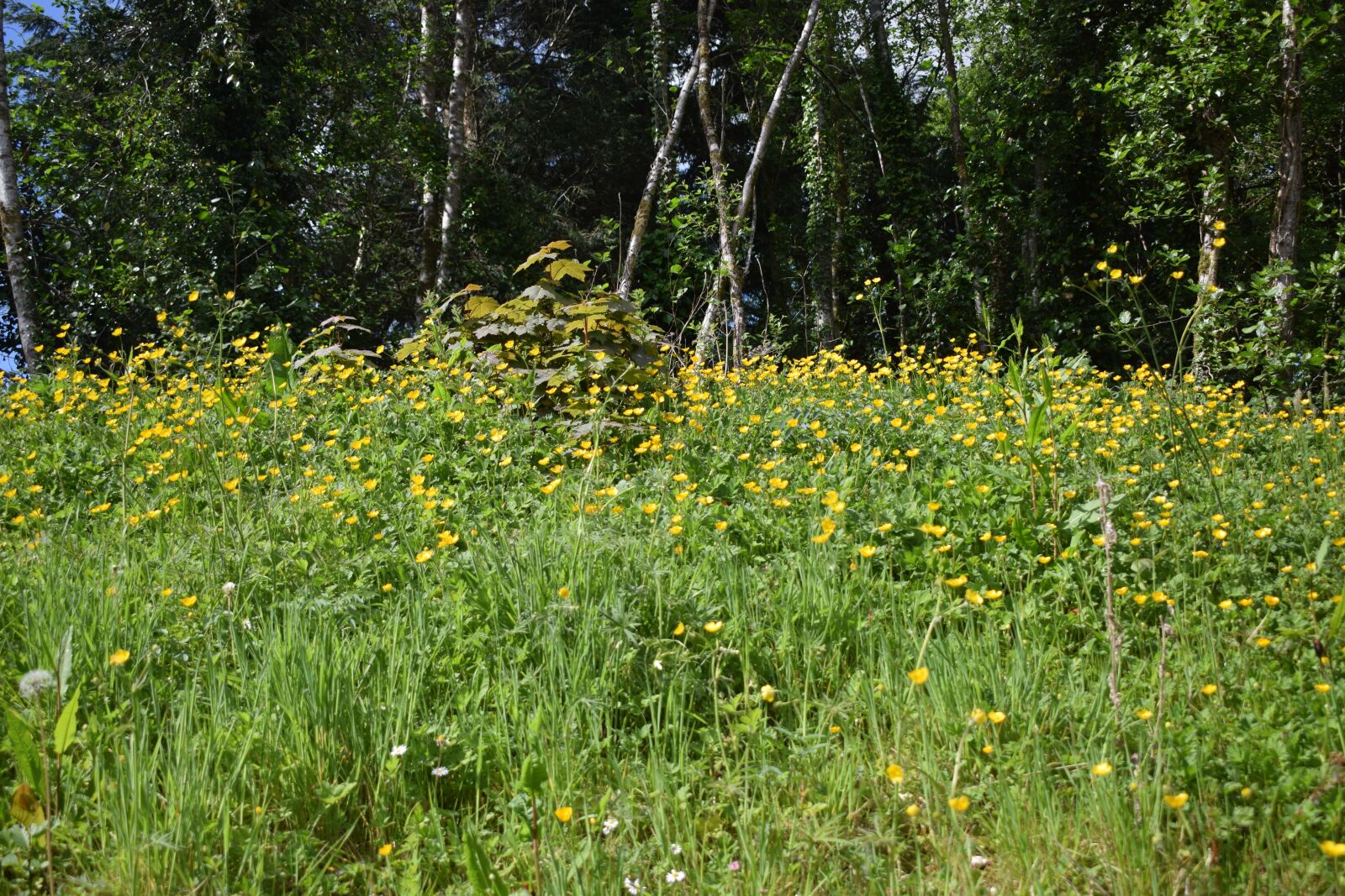Nikon D3300 sample photo. Meadow, wildflowers, flowers photography