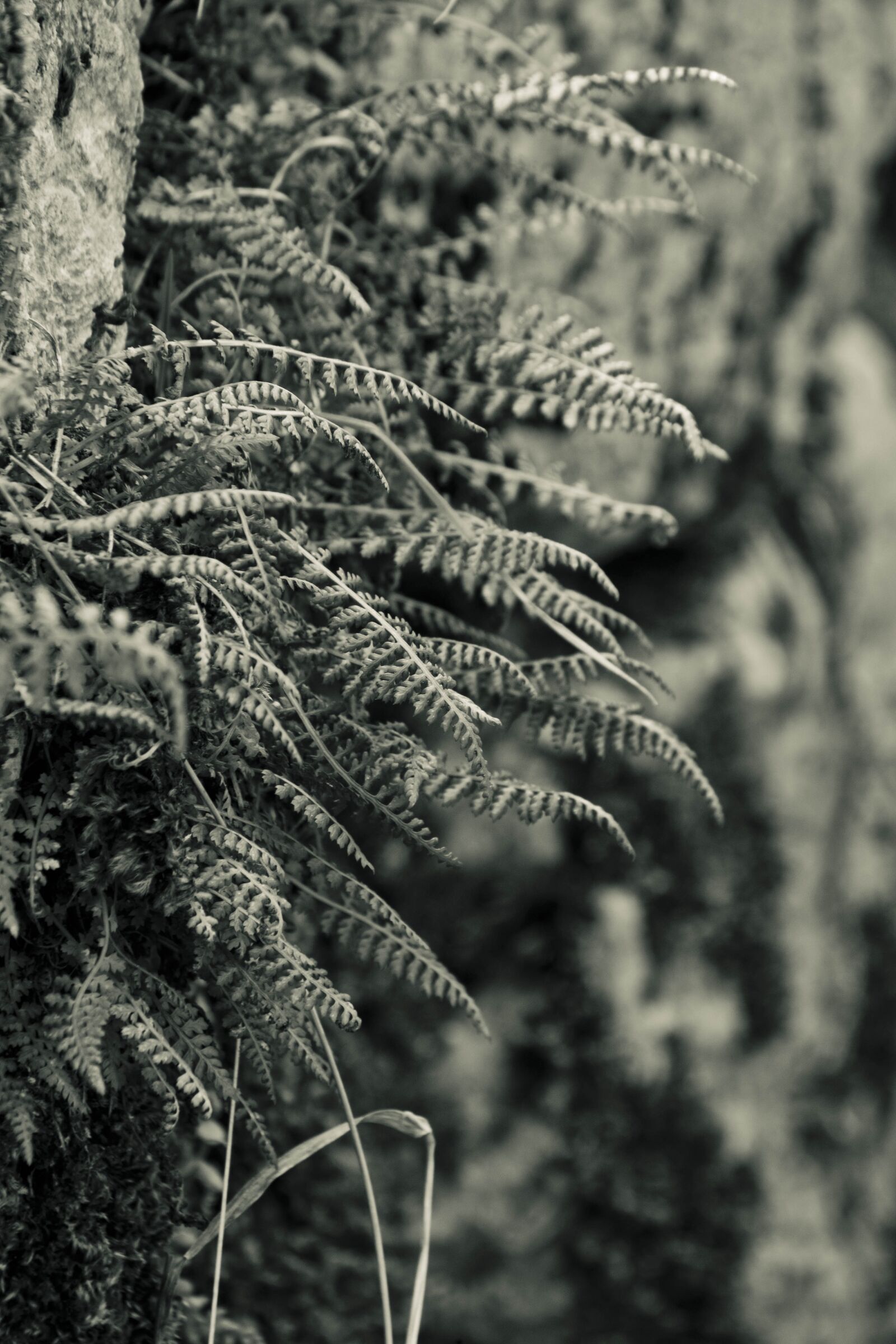 Canon EOS 500D (EOS Rebel T1i / EOS Kiss X3) sample photo. Nature, tree, wood photography