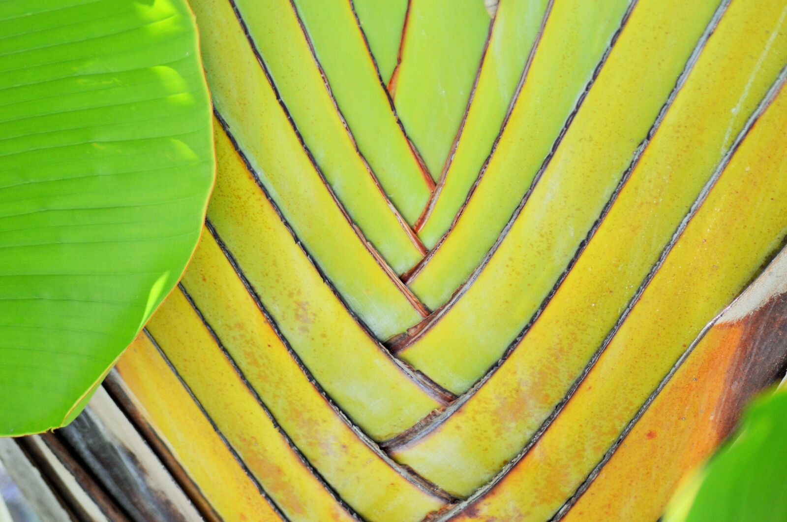 Nikon D5100 sample photo. Banana, yellow, plants photography