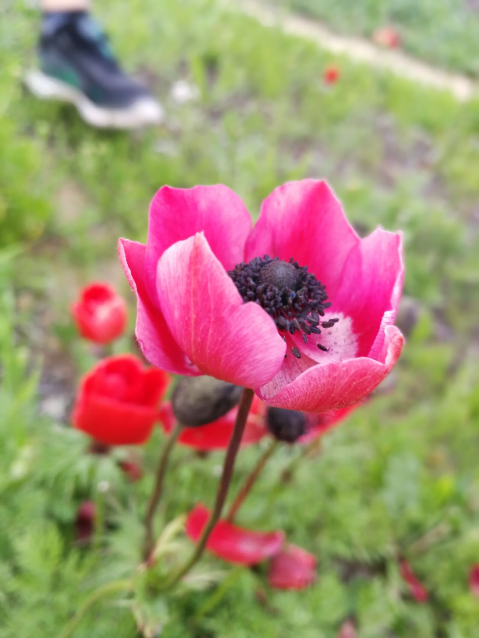 HUAWEI P10 sample photo. Flower, forest, nature photography
