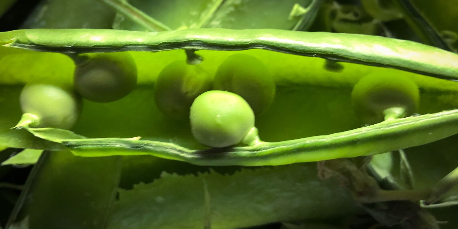 iPhone X back dual camera 4mm f/1.8 sample photo. Peas, vegetables, food photography