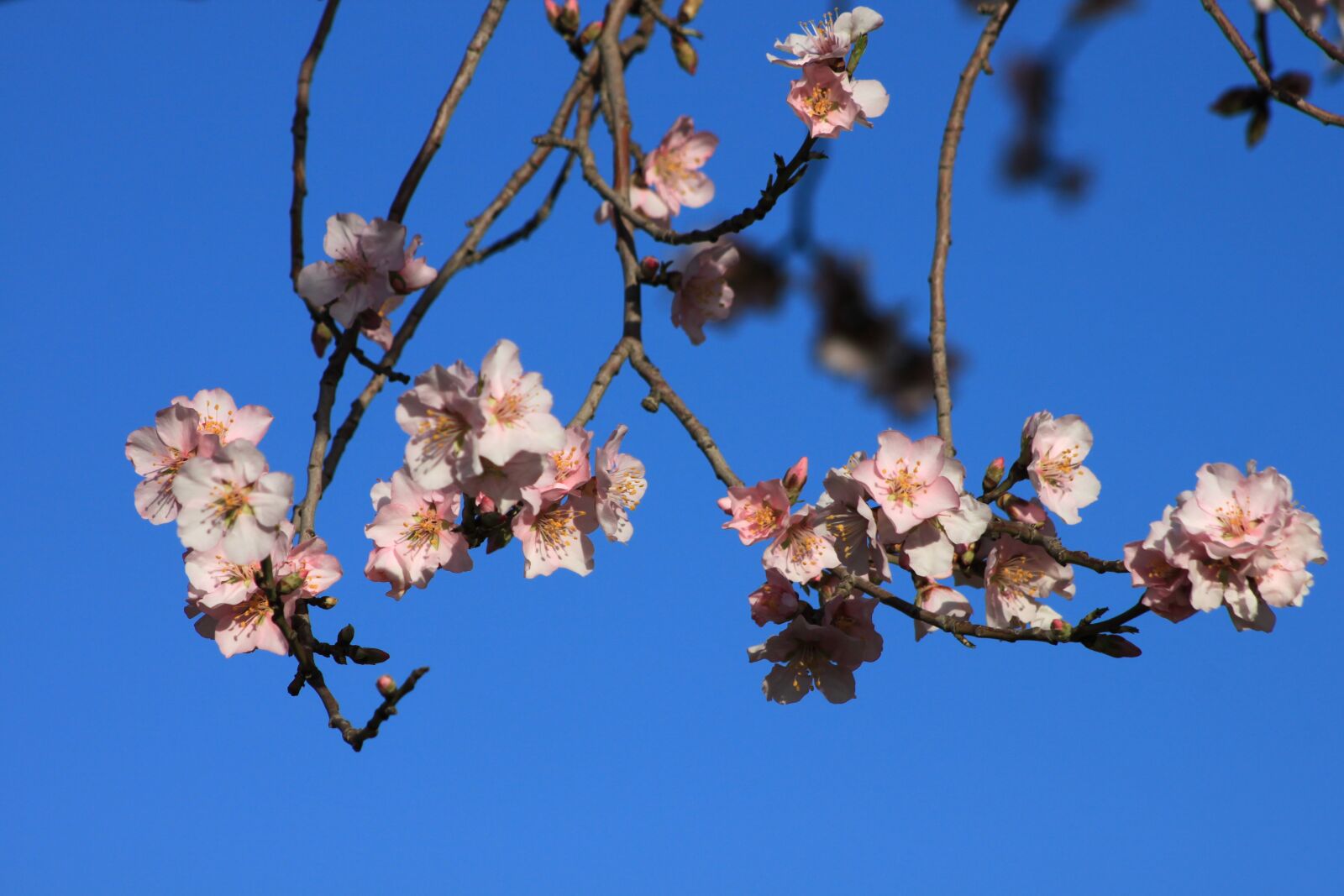 Canon EOS 500D (EOS Rebel T1i / EOS Kiss X3) sample photo. Spring, flower, nature photography