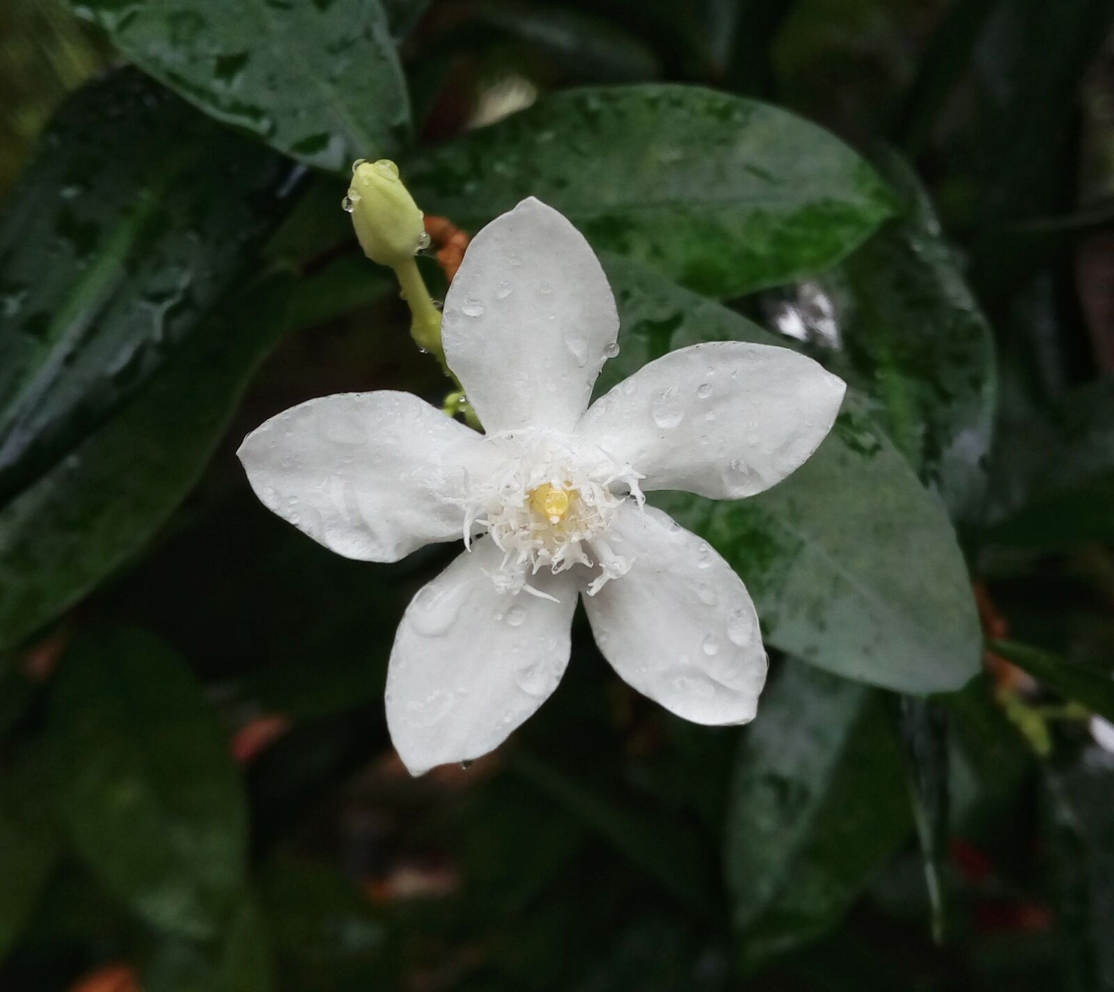 HTC DESIRE 628 DUAL SIM sample photo. Flower, leaf, flora photography