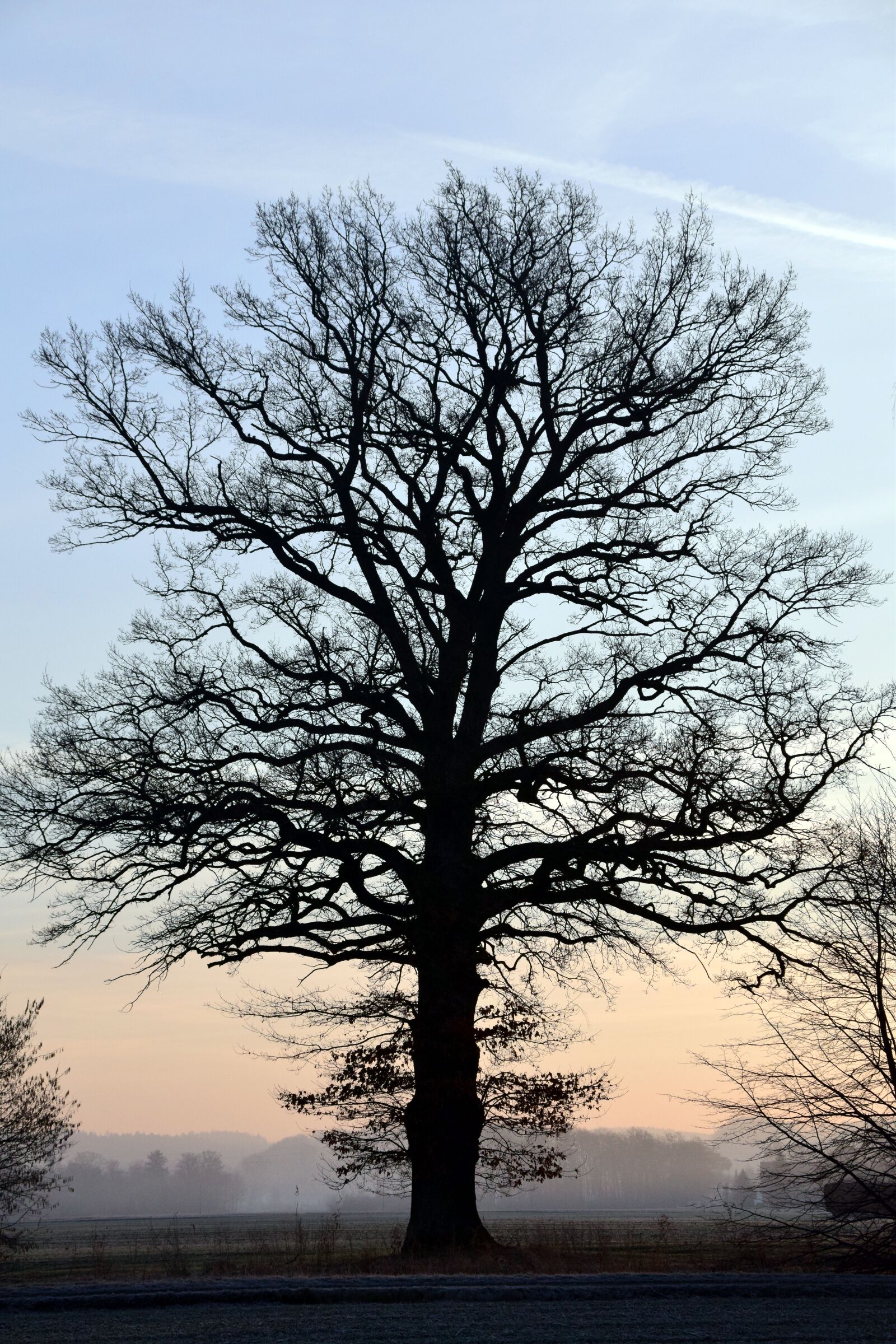 Nikon D3300 sample photo. Tree, kahl, bare tree photography